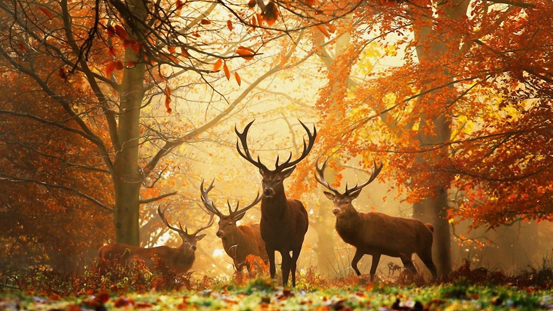 1920x1080 Preview wallpaper deer, forest, leaves, autumn, grass, rays, sun 