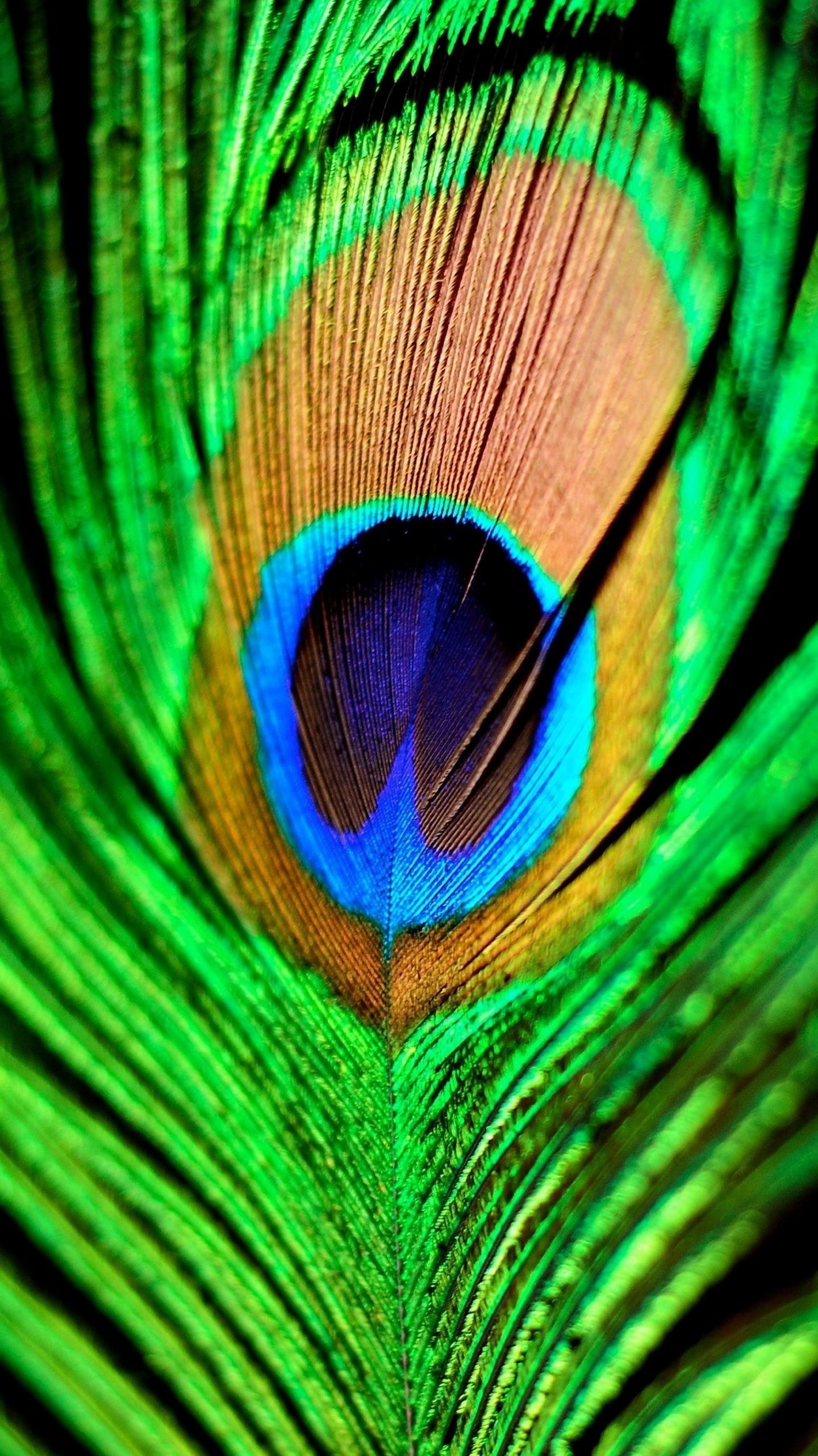 1440x2560 Quad hd mobile phone wallpapers  peacock feather.