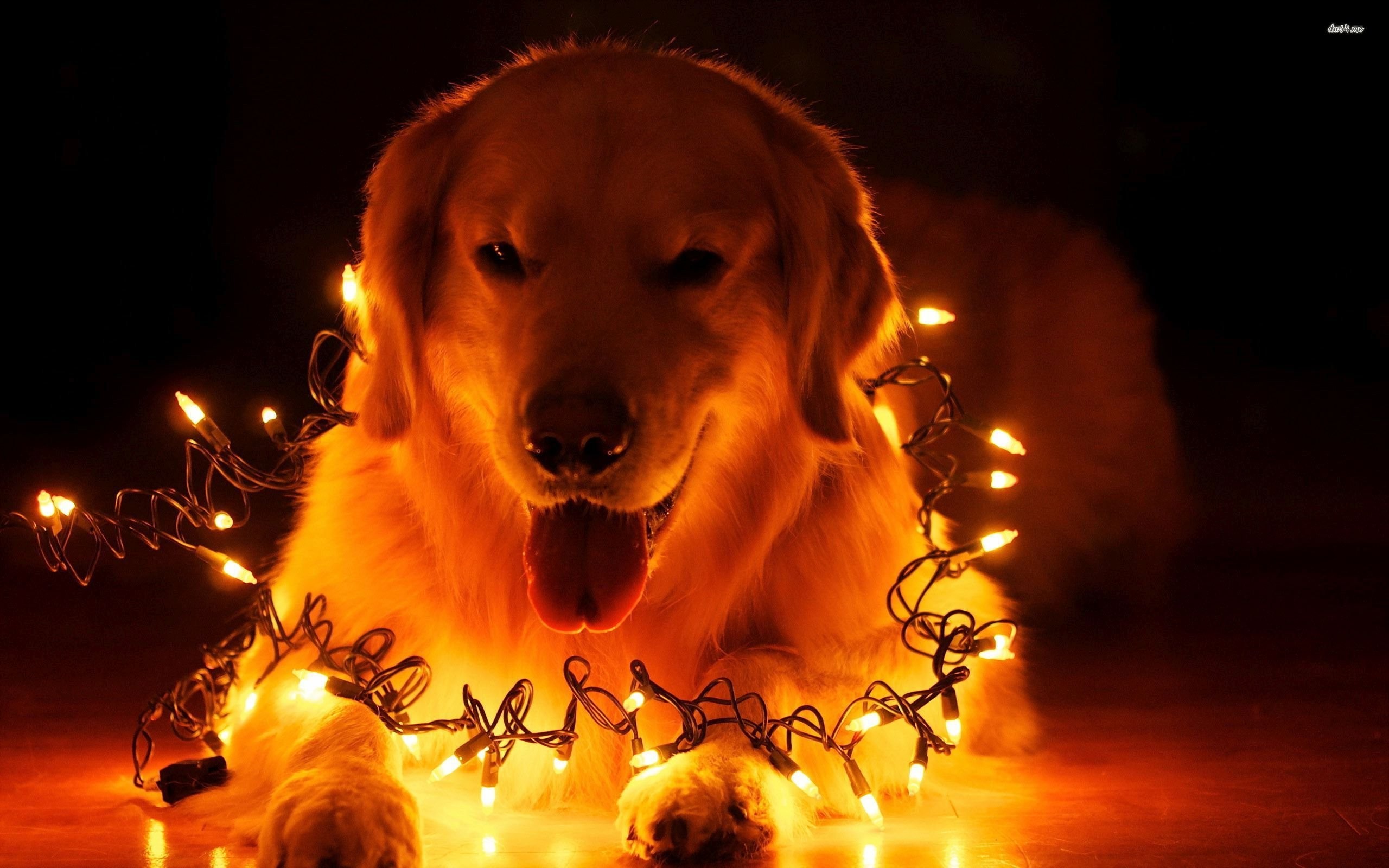 2560x1600 dog wallpaper christmas lights - photo #7. Whats Happening VisitNorwich
