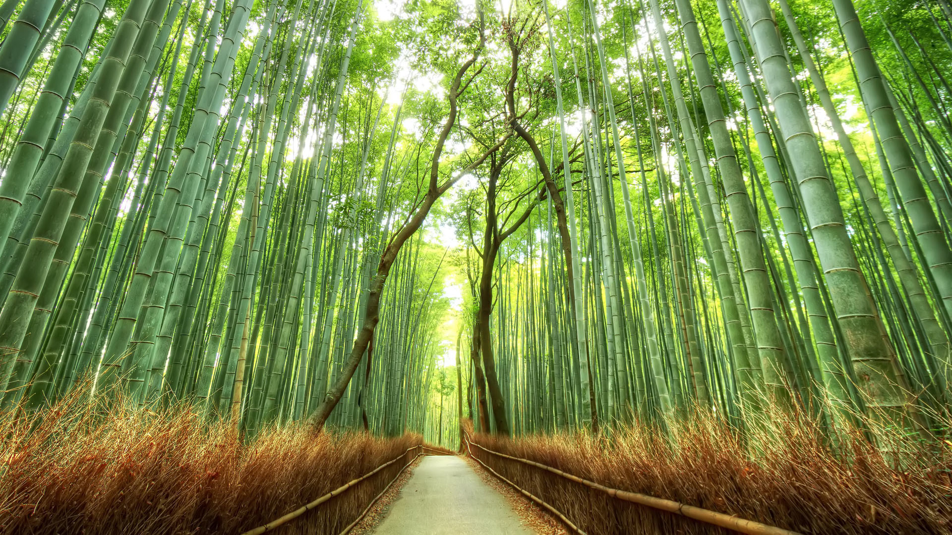 1920x1080 Forestsbridgesnaturalsceneryhdwallpaperbackgrounds. Beautiful  Bamboo Forest Japan HD Desktop Wallpaper Background download
