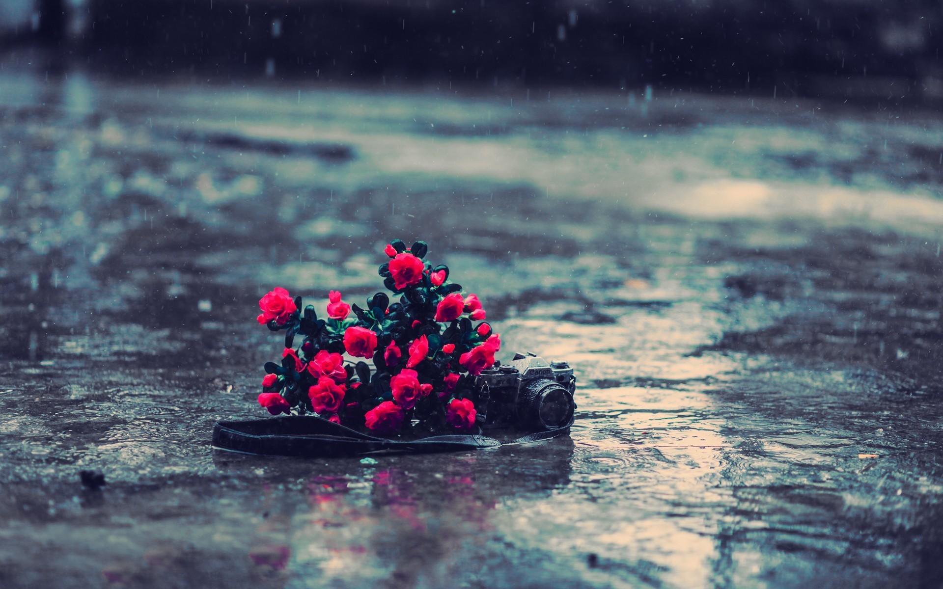 1920x1200 Leaf in the Rain Wallpaper | Pluviophile | Pinterest | Rain and Photography