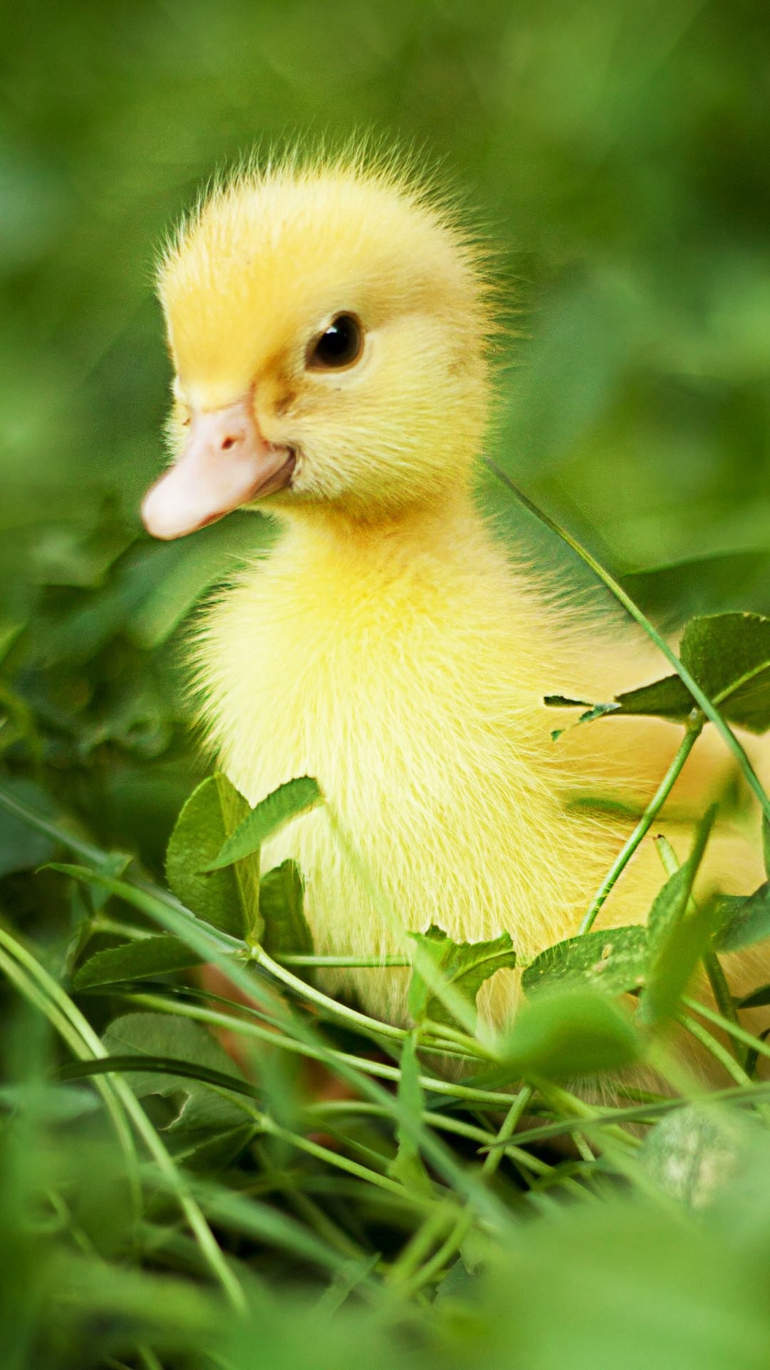 1080x1920 Duckling iPhone 6 Plus Wallpaper 35828 - Animals iPhone 6 Plus Wallpapers -  duckling iphone 6 plus wallpaper: Will you try these bird iphone 6 plus ...