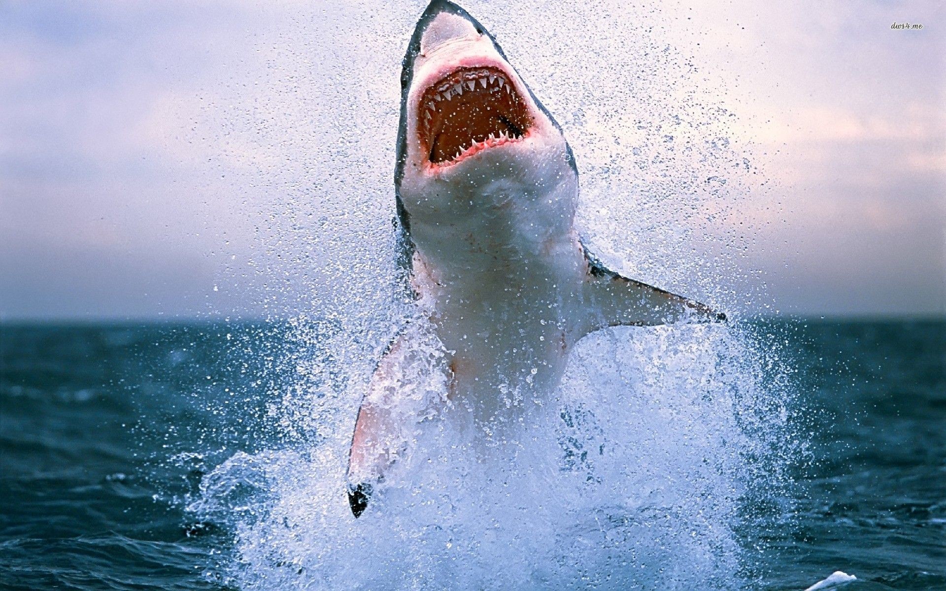 1920x1200 Great White Shark Wallpapers HD