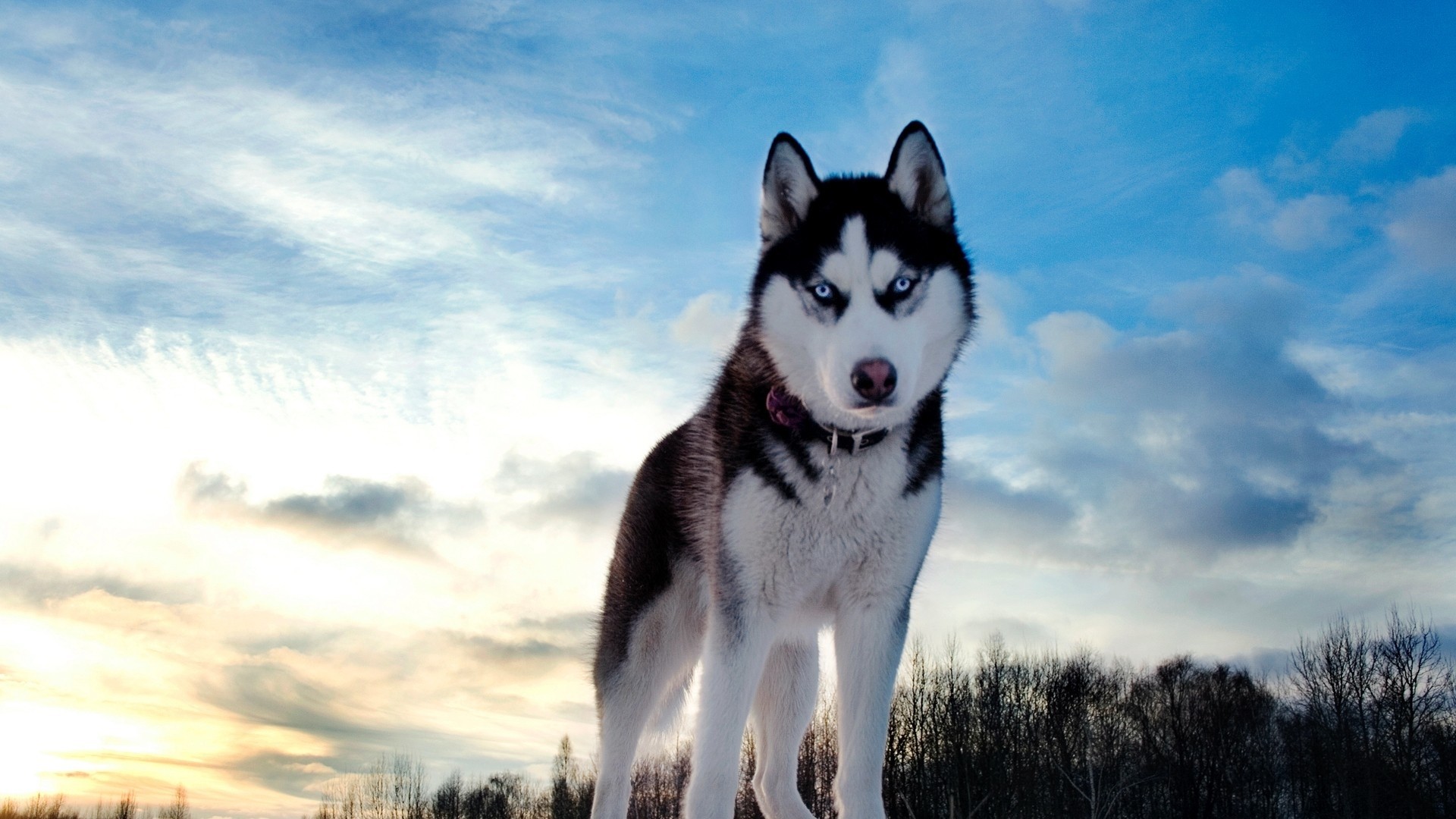1920x1080  Wallpaper dog, husky, look, spotted, muzzle