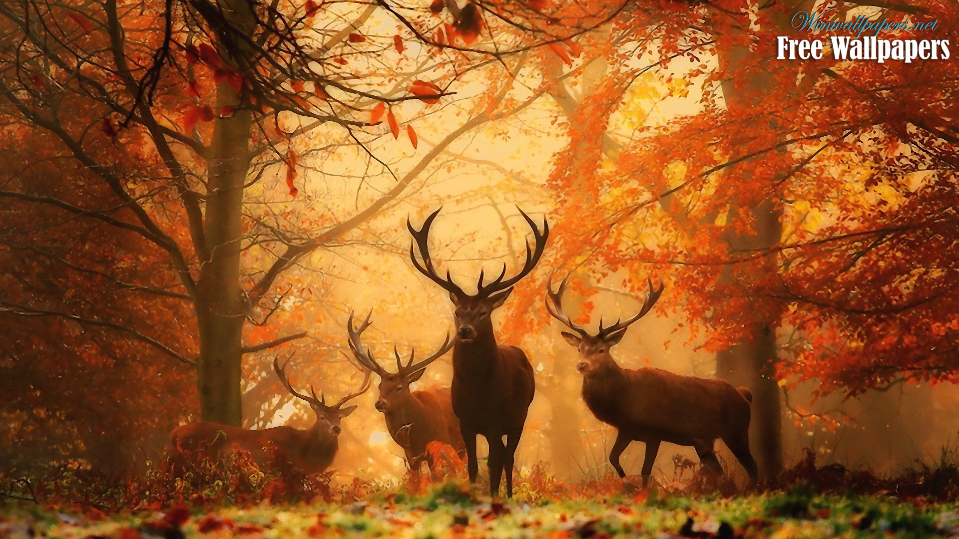 1920x1080 ... Deer Forest Leaves Autumn ...
