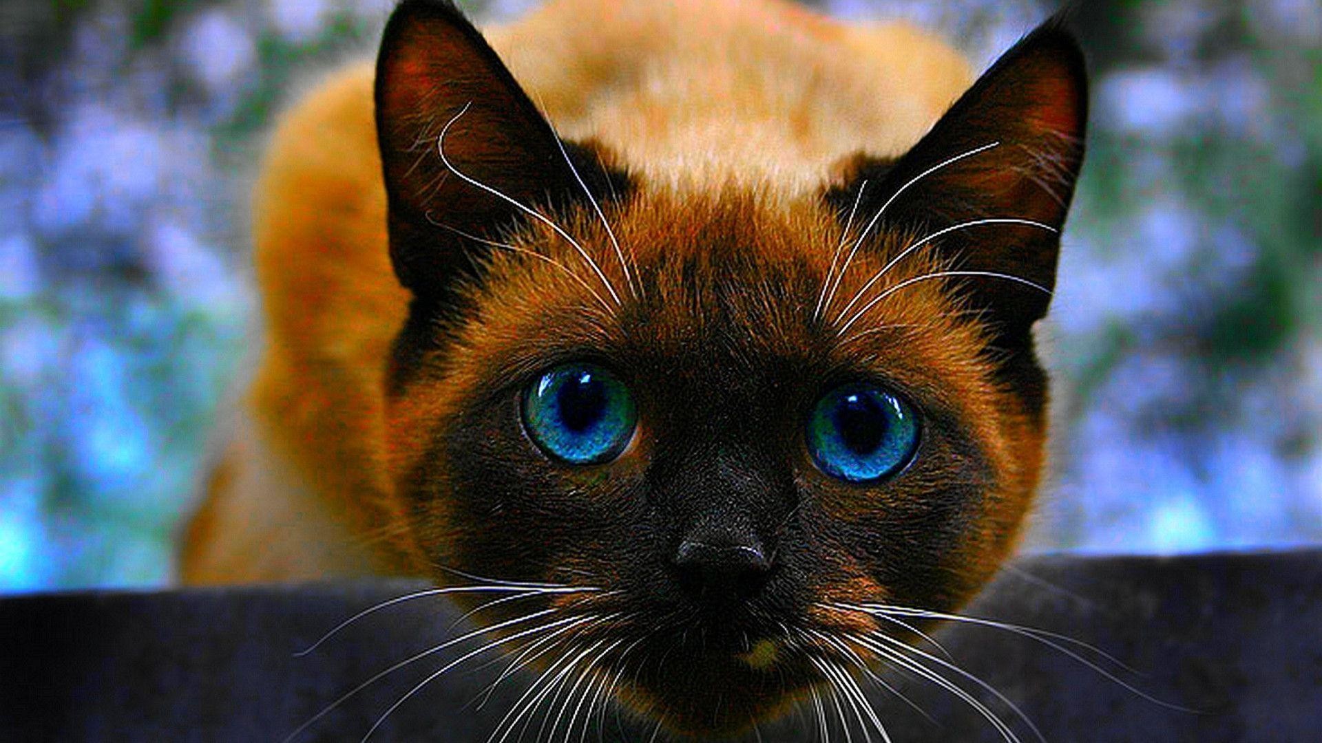 1920x1080 Siamese cat wallpapers - HD Wallpapers |High Definition| 100 .