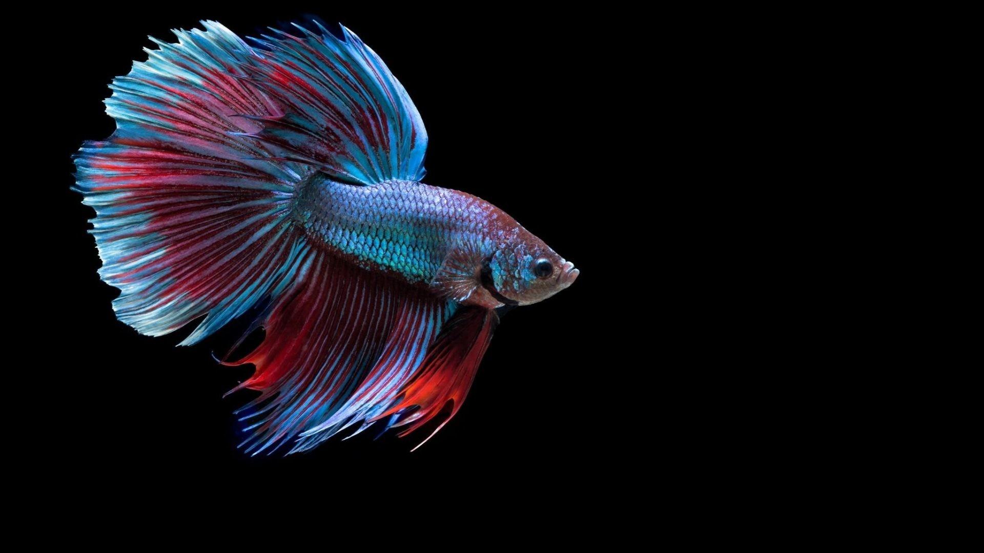 1920x1080 Psychedelic Tag - Betta Tropical Fighting Psychedelic Fish Underwater  Siamese Pictures Saltwater Tanks for HD 16