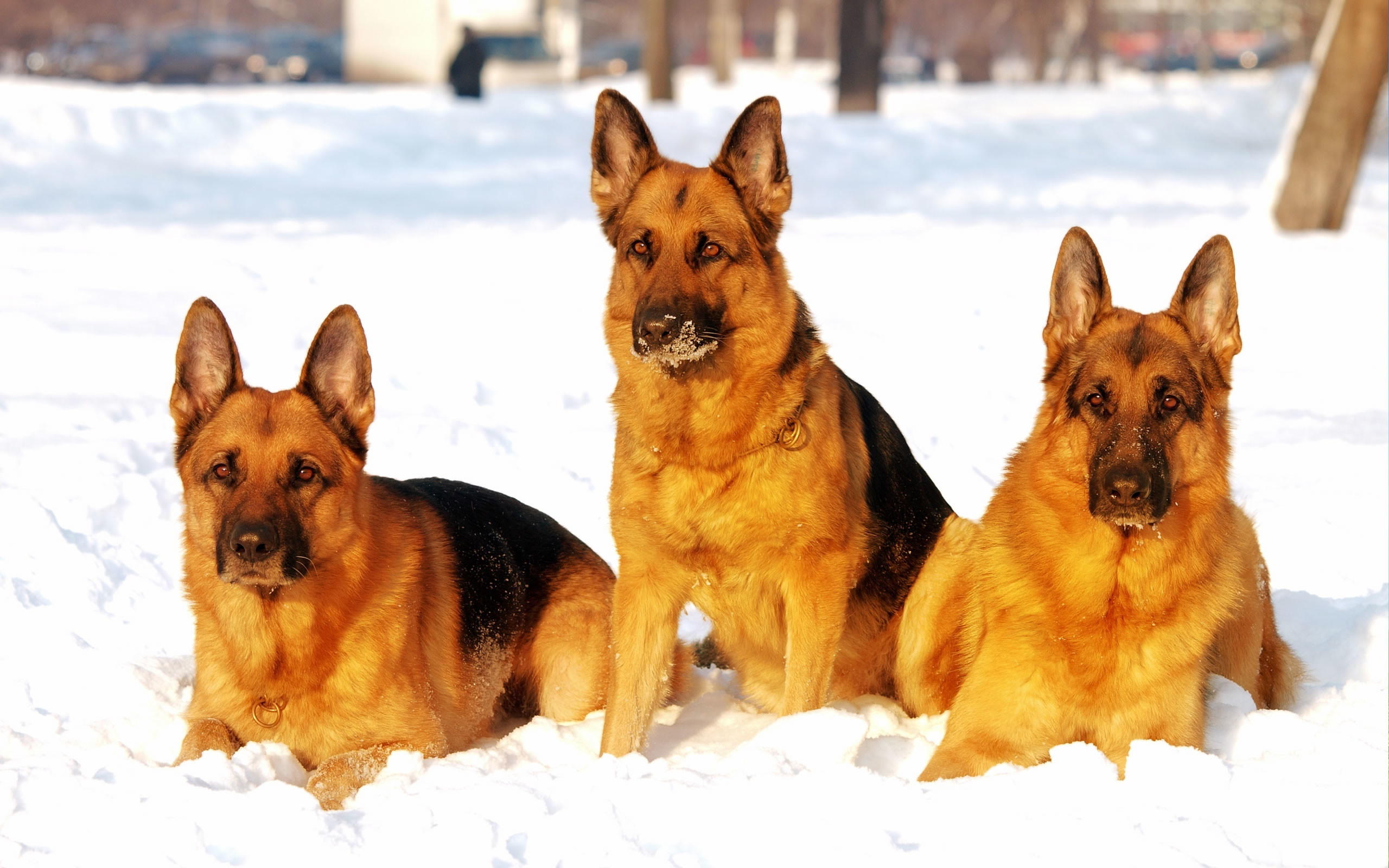 2560x1600 German Shepherd dogs in snow wallpaper