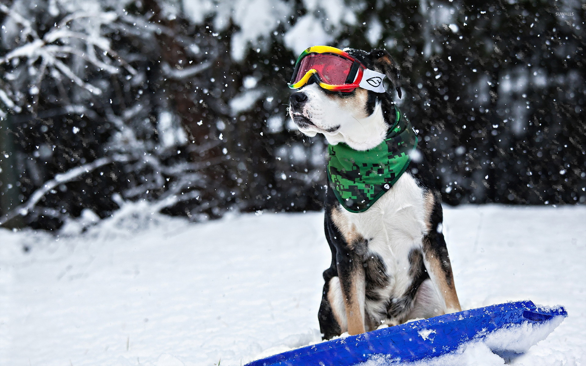 1920x1200 Dog on a snowboard wallpaper  jpg