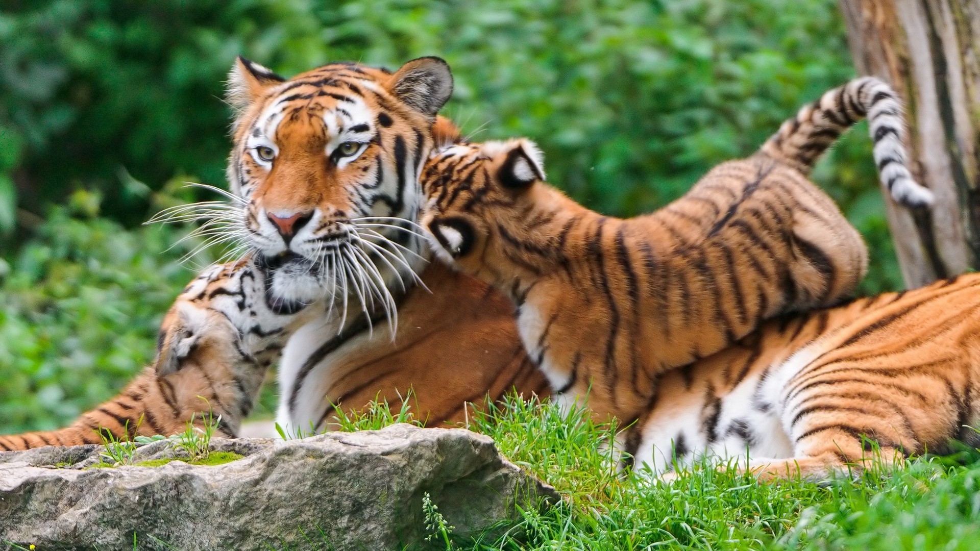 1920x1080 tiger, Animals, Nature, Baby Animals Wallpapers HD / Desktop and Mobile  Backgrounds