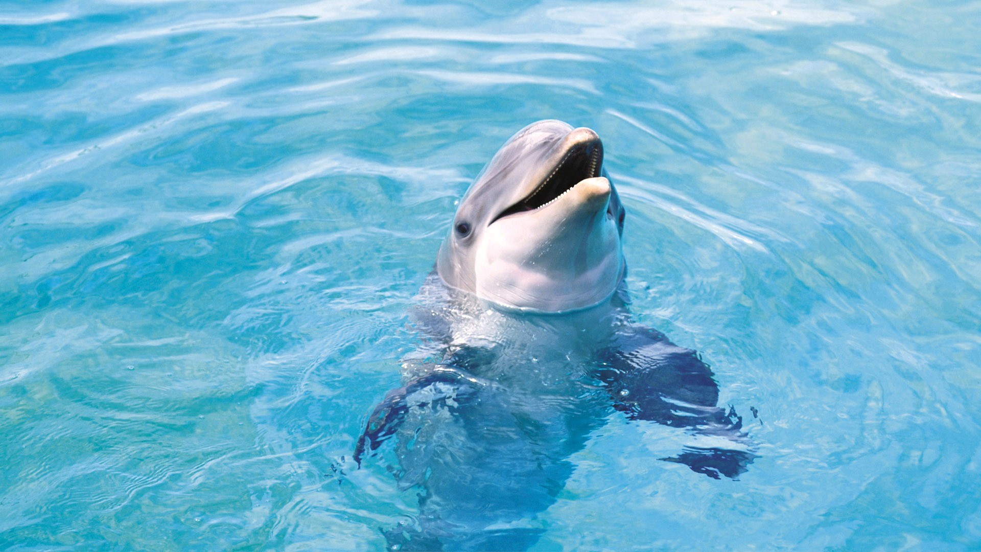 1920x1080 Dolphin Wallpaper Dolphins Animals Wallpapers