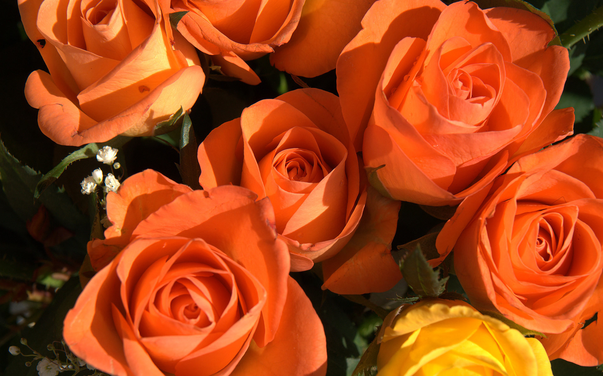 1920x1200 Orange roses meaning