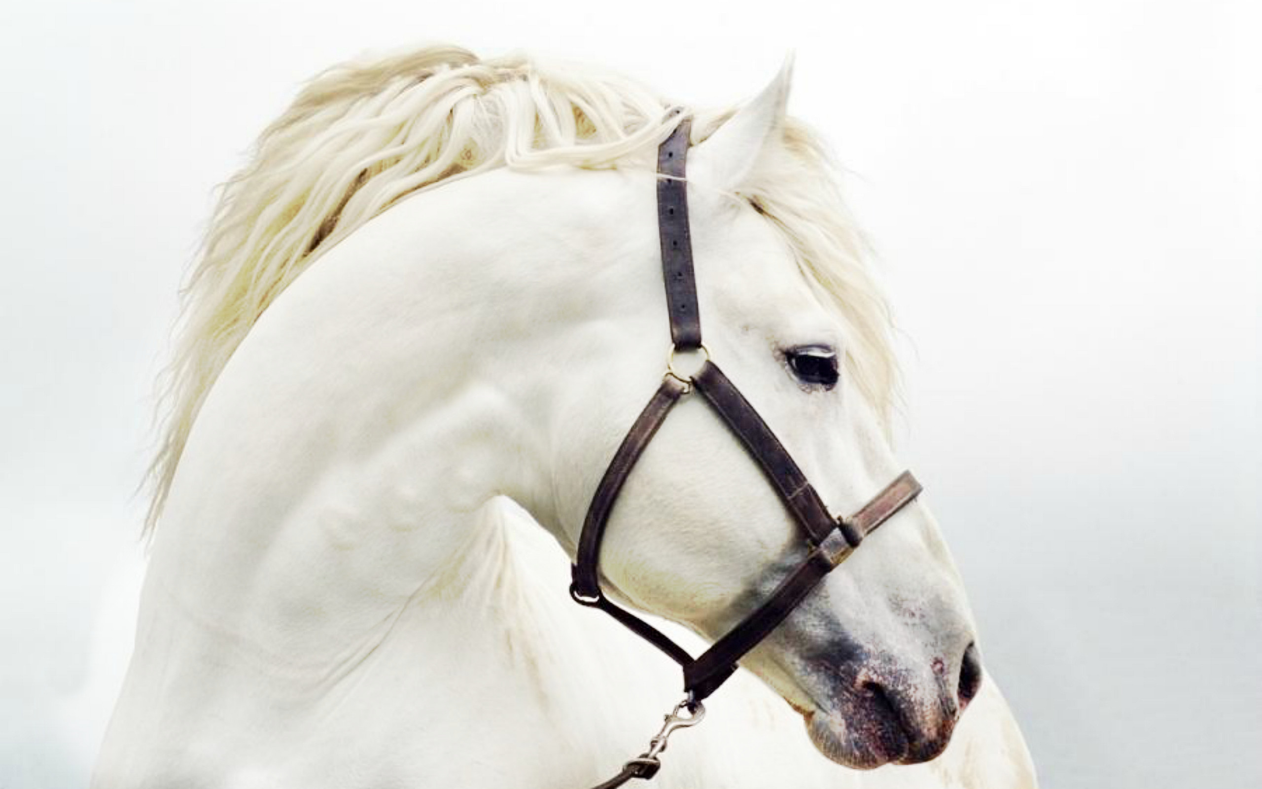 2560x1600 White Horse Head