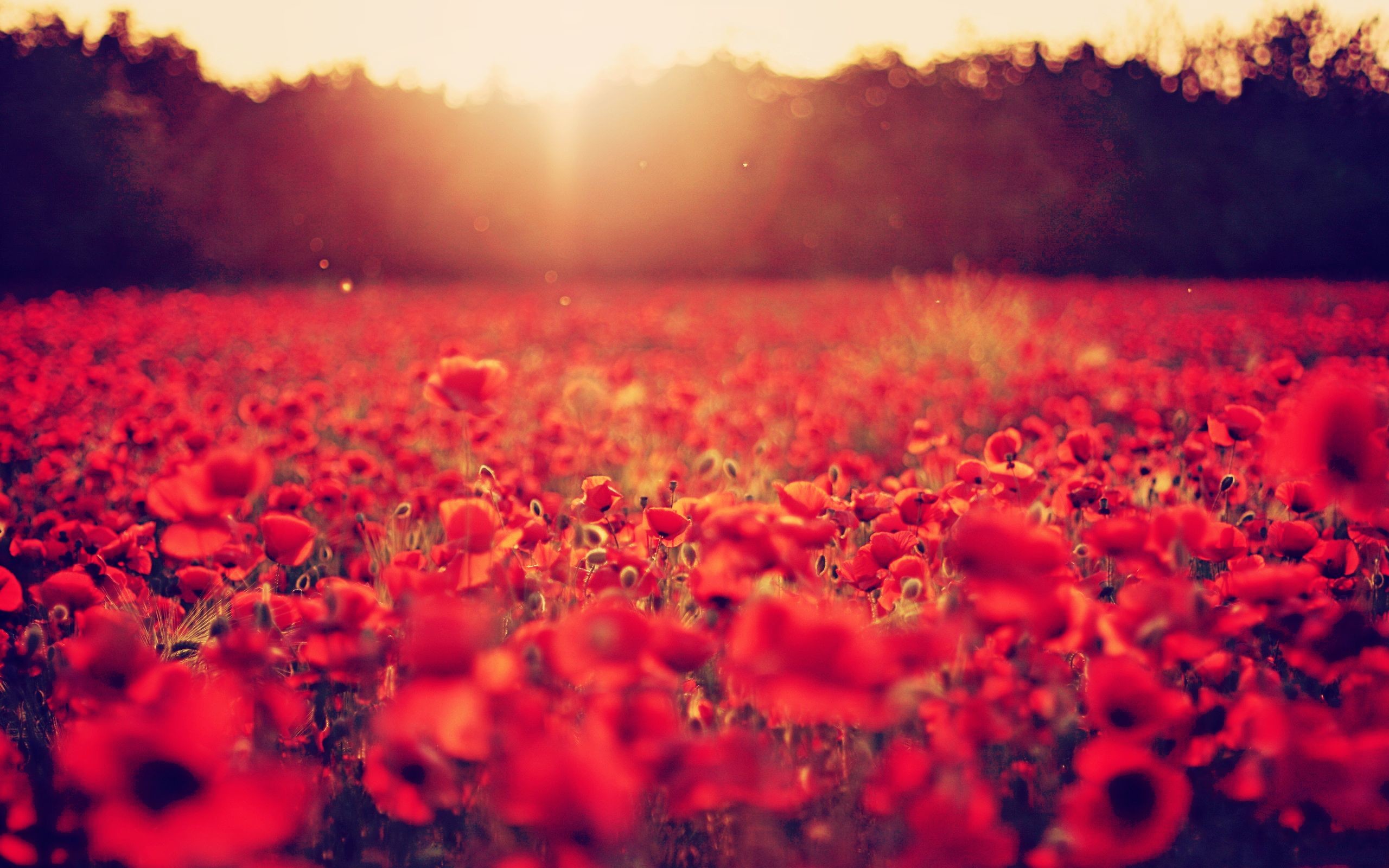 2560x1600 poppy background | Lovely Poppy Field and Sun Glow wallpaper