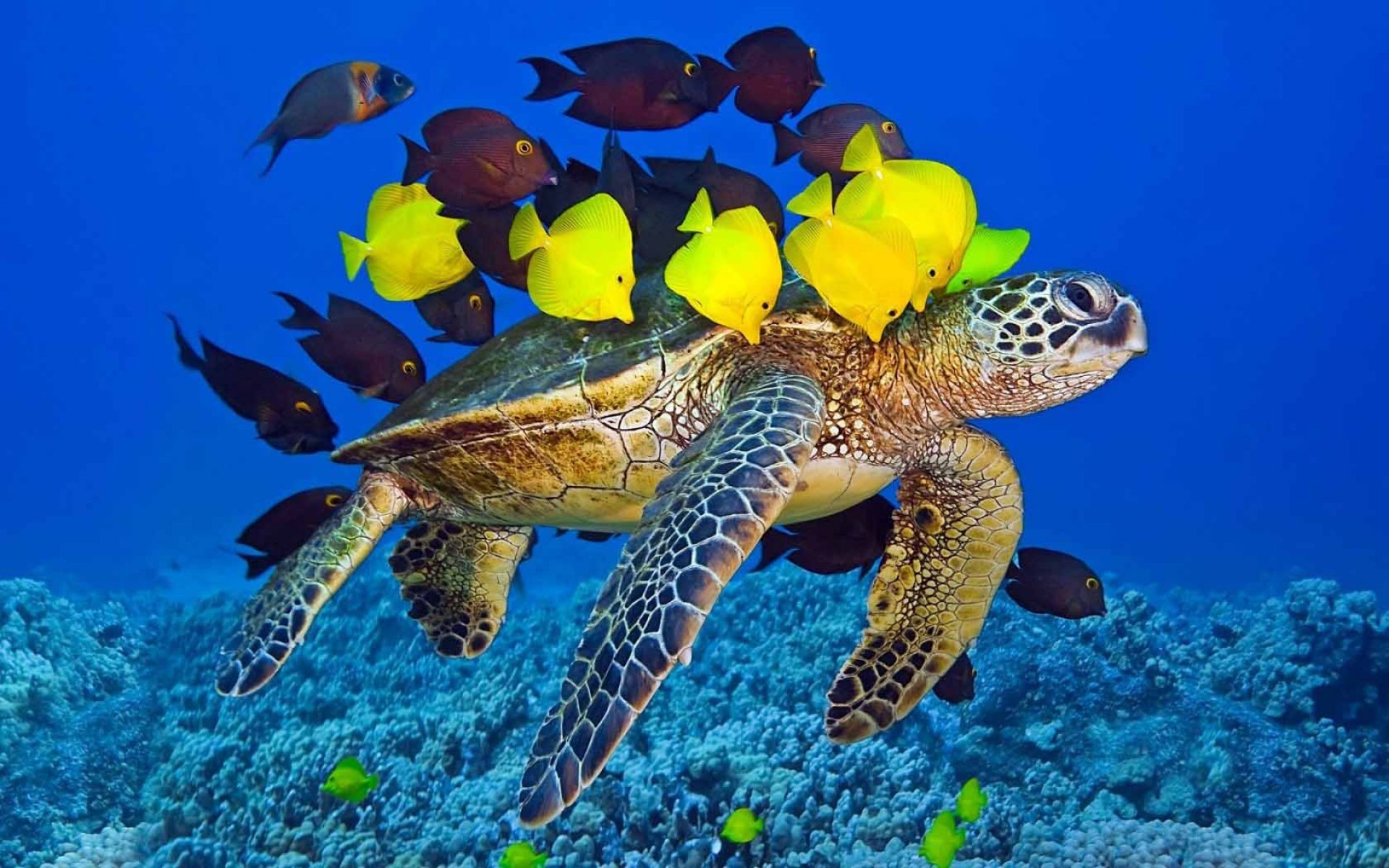 1920x1200 Turtle Yellow Fish Underwater Ocean | HD Animals and Birds Wallpaper Free  Download ...