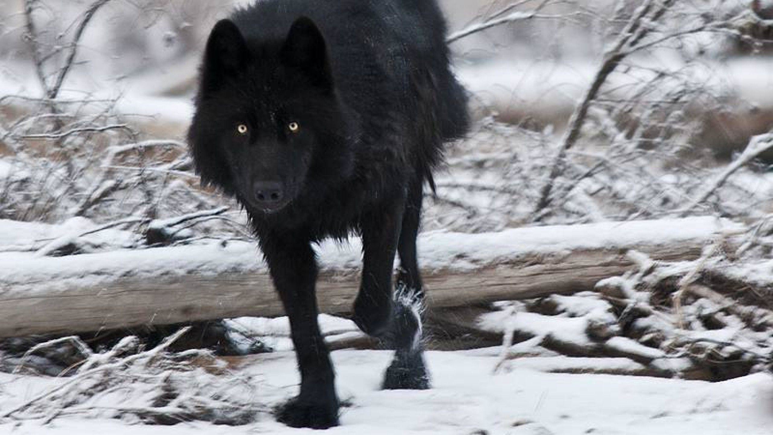 2560x1440 Black wolf wallpapers