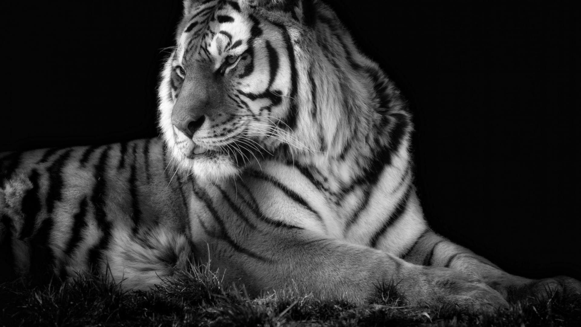 1920x1080 Tigers white tiger wallpaper