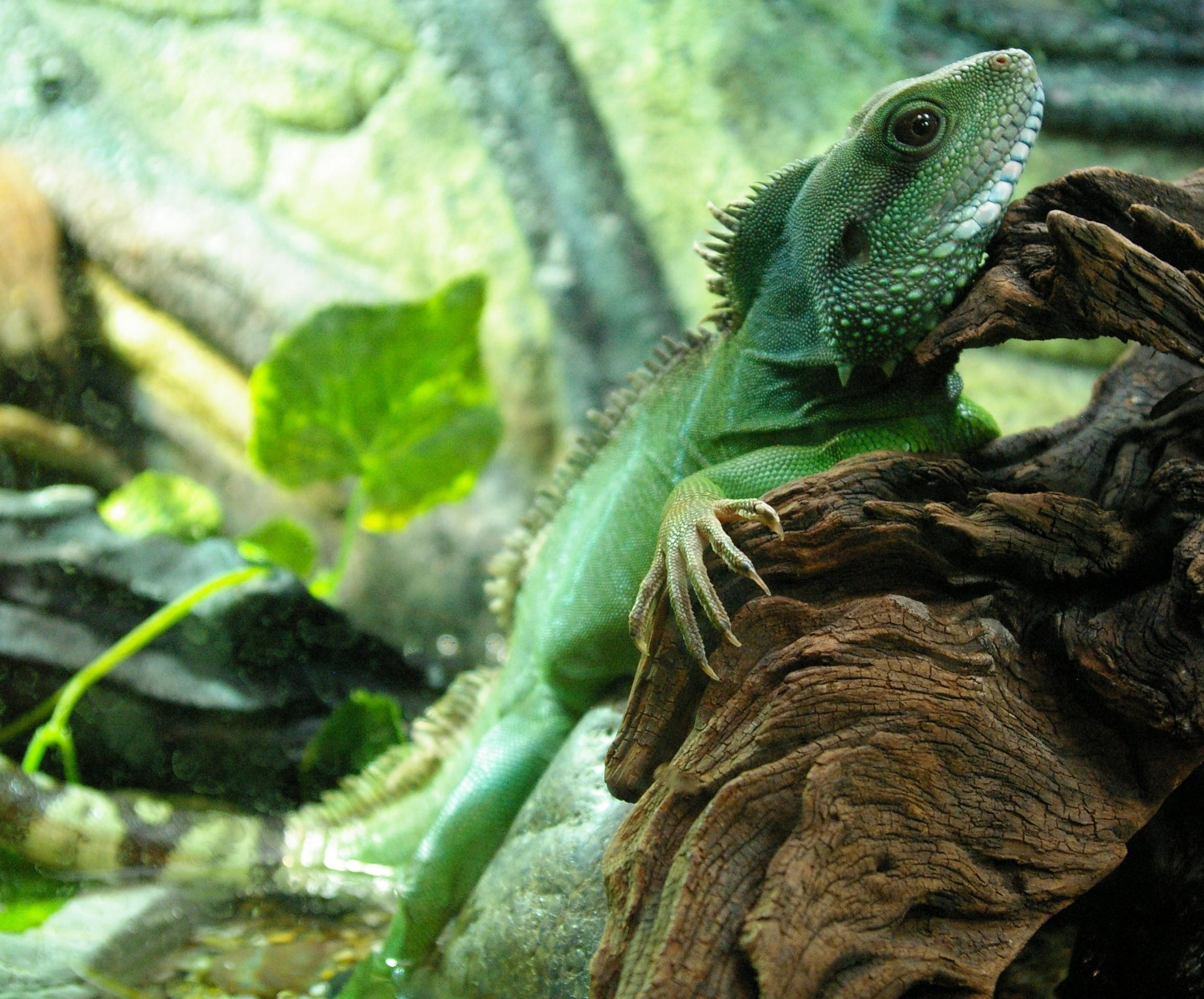 2314x1920 Chinese Water Dragon breed