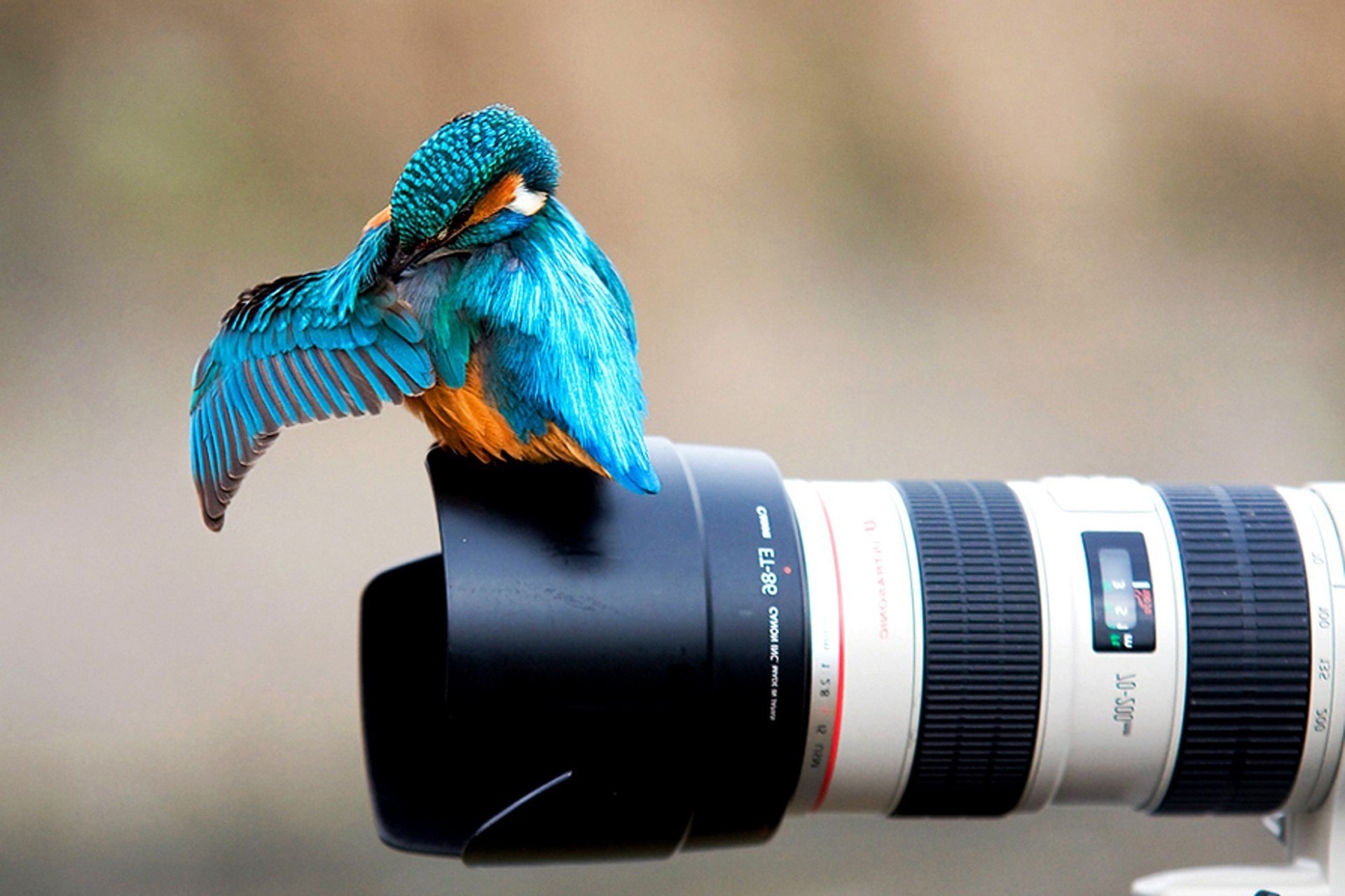 1920x1280 birds, Kingfisher, Photography, Camera, Animals, Canon Wallpapers HD /  Desktop and Mobile Backgrounds