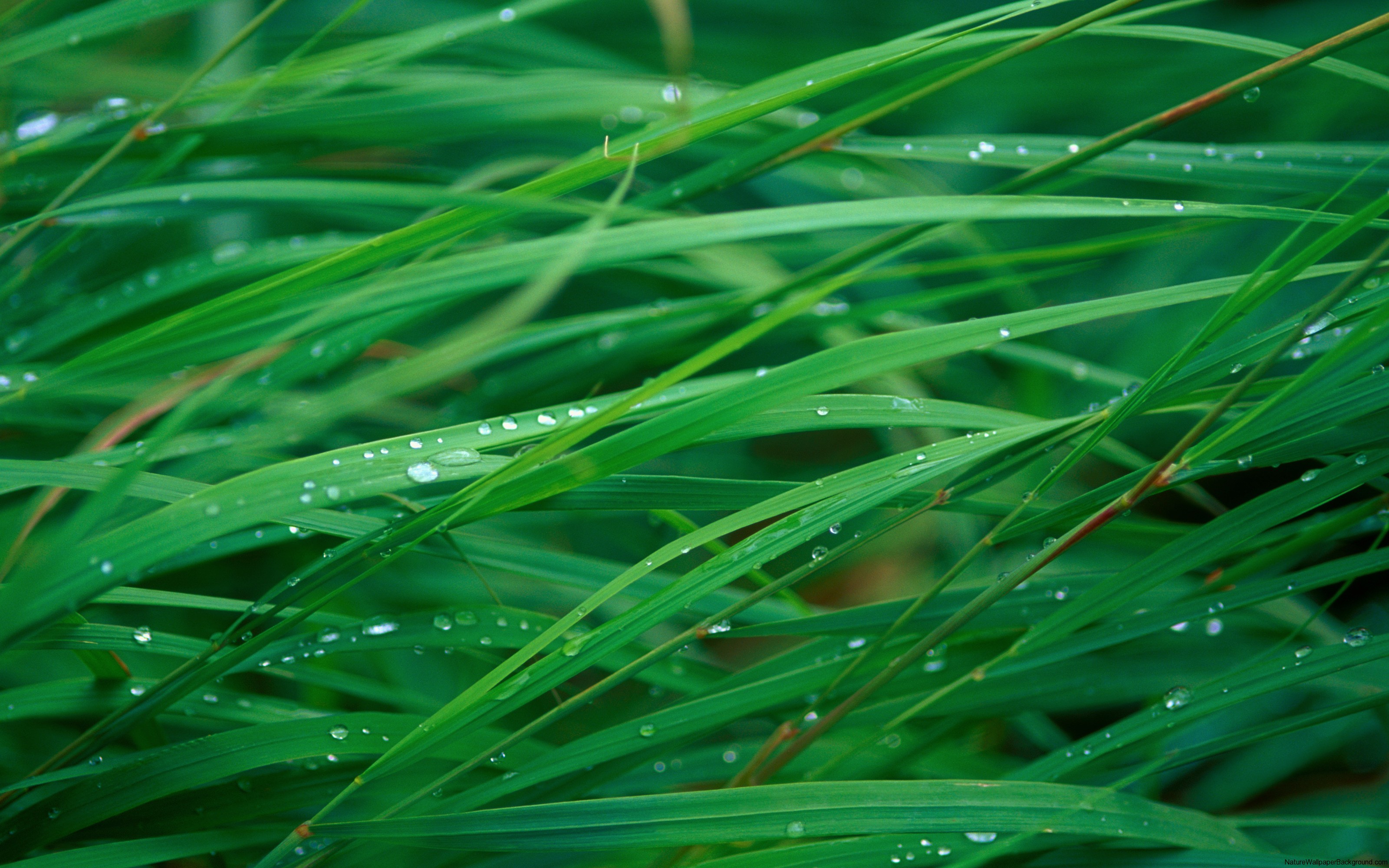 3200x2000 Up close blades of grass with water droplets wallpaper