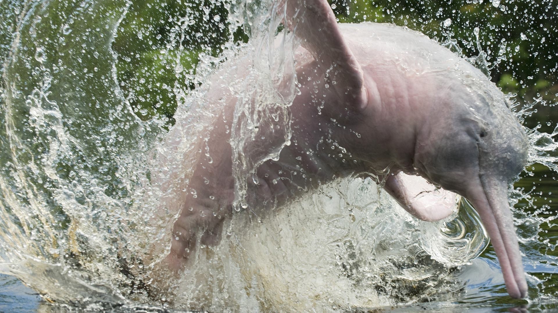 1920x1080 Endangered-Pink-Amazon-River-Dolphin-wallpaper-wp6604680