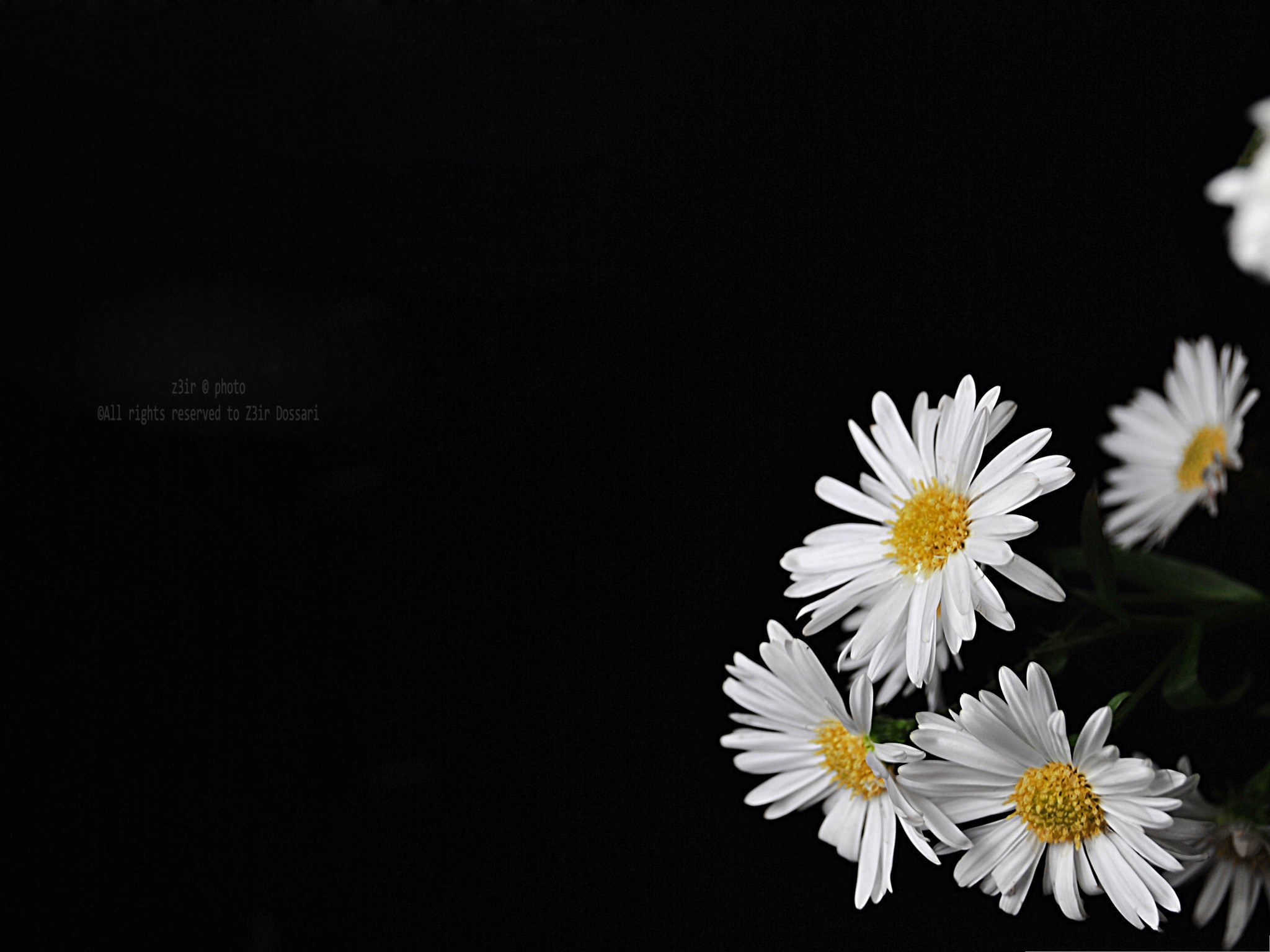 2048x1536 Flowers Put Against Black Background 2048X1536 free wallpaper download .