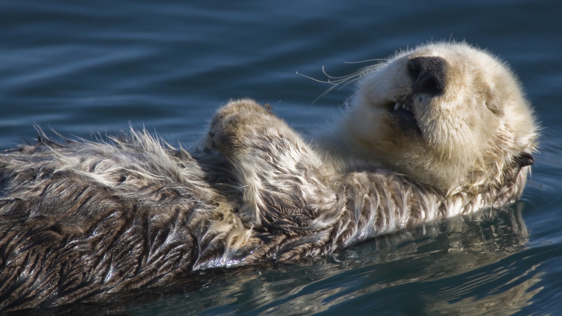 1920x1080 Sea Otter Wallpaper Other Animals Wallpapers