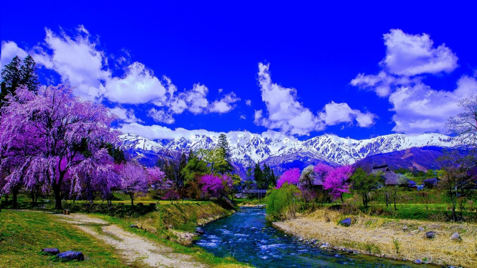 1920x1080 Purple Trees alone the River and Snow-Covered Mountain .