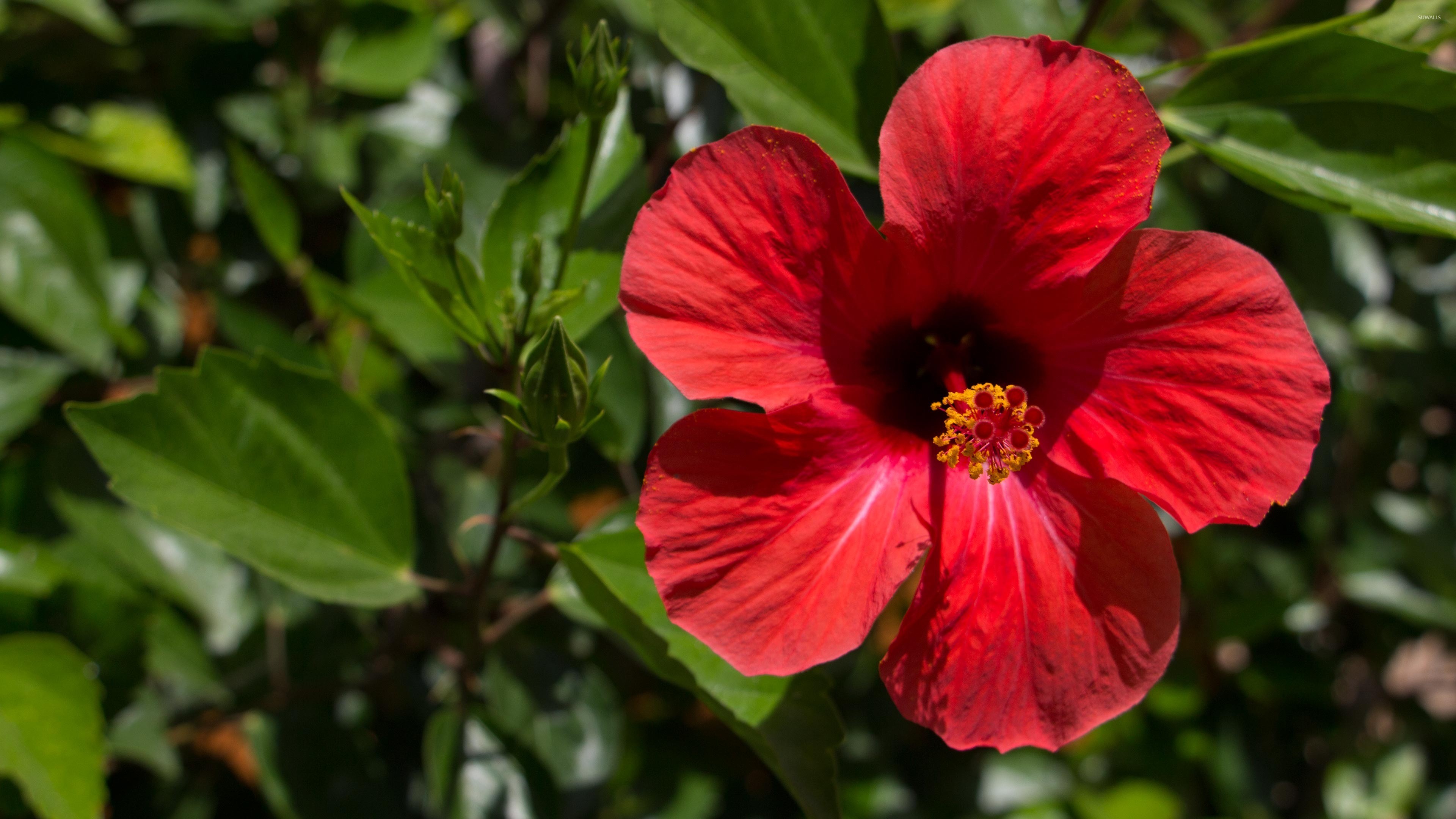 3840x2160 Red Hibiscus blossom in the afternoon sun wallpaper  jpg
