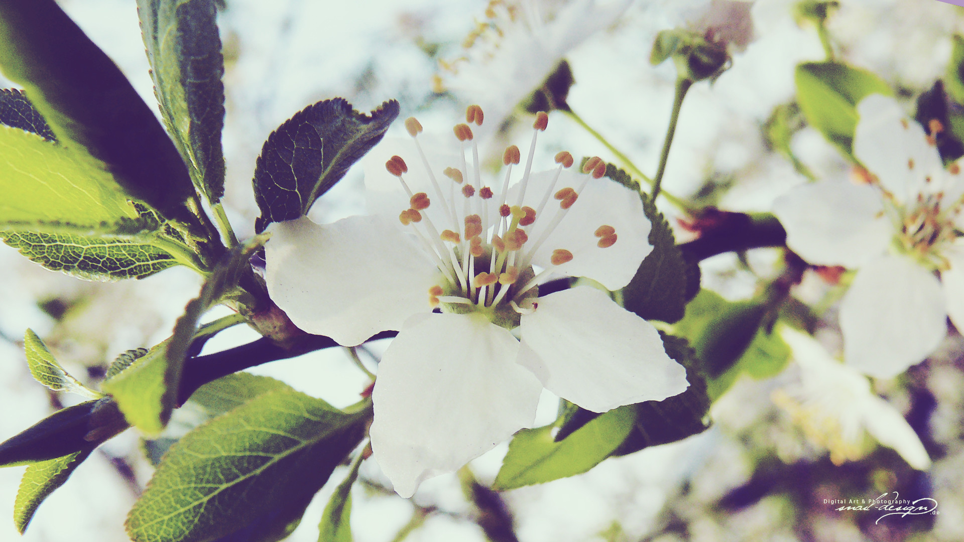 1920x1080 Flowering Cherry wallpaper. Spring Flower. Available in the following  size(s): 1920Ã1080