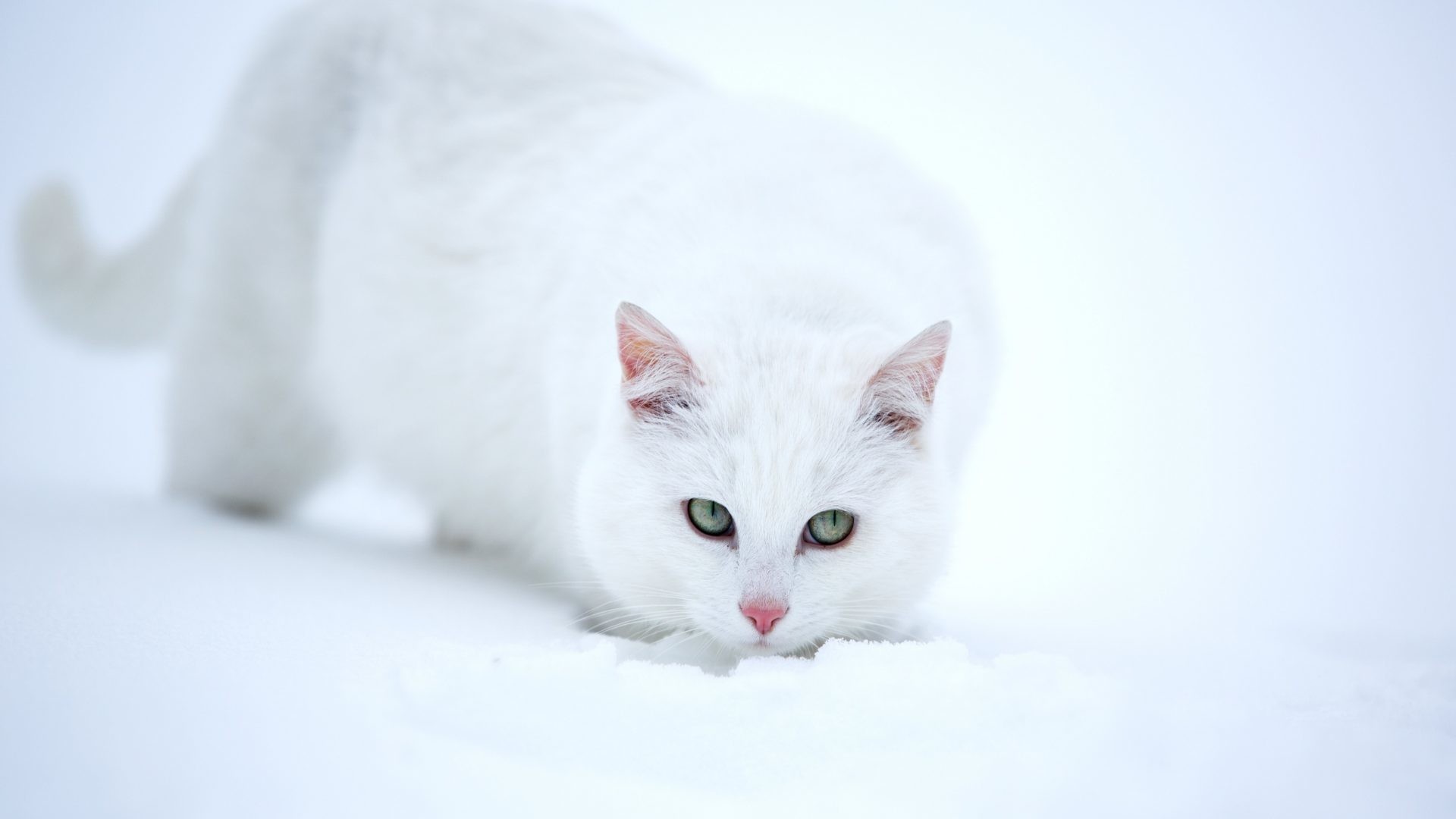 1920x1080 Cats - Animals Cats Snow White Free Cat Photos Wallpaper for HD 16:9 High