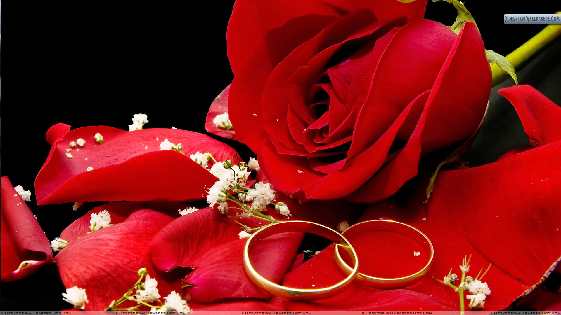 1920x1080 Red rose and wedding rings on a black background