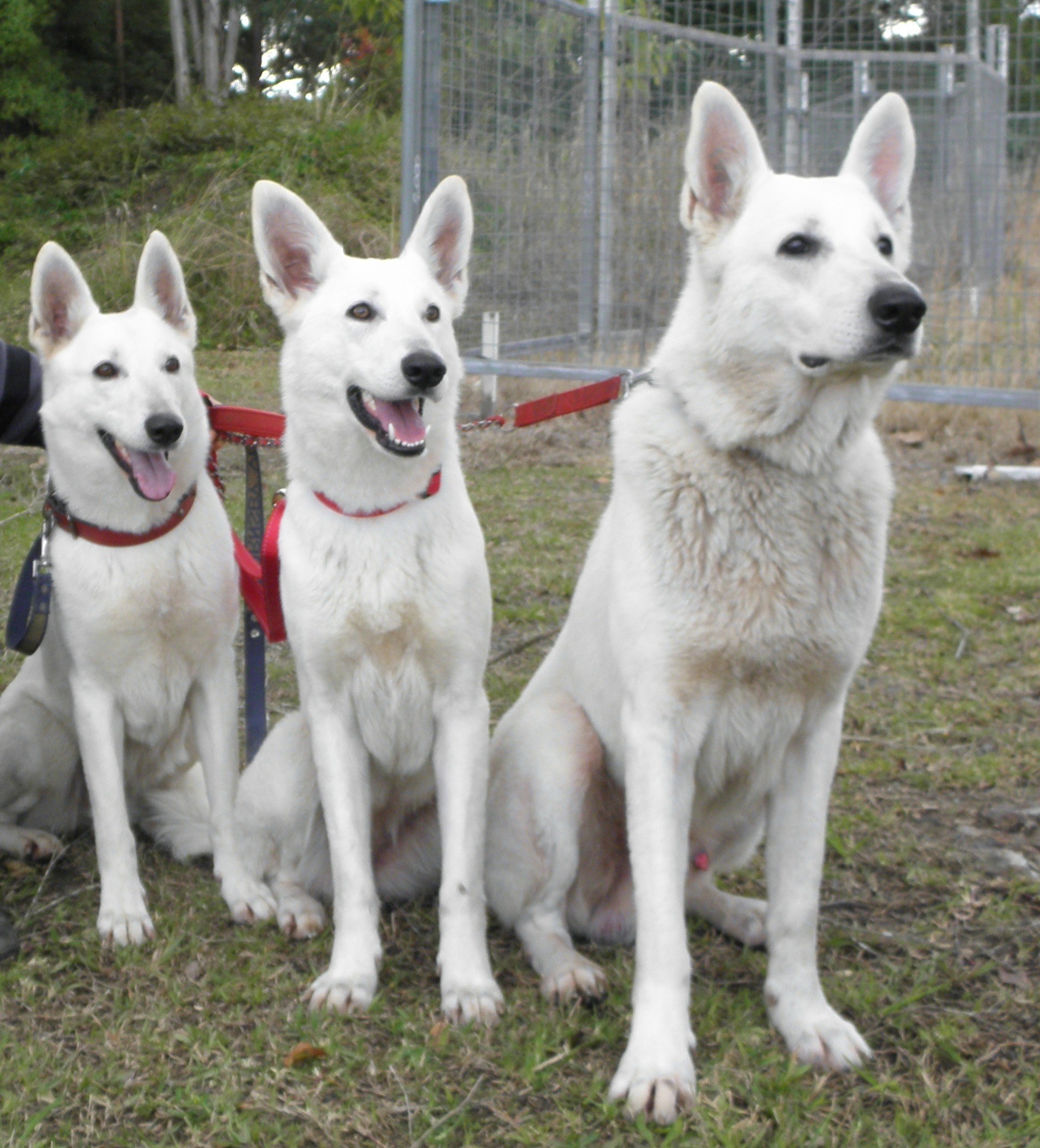 1918x2117 Three White Shepherd dogs photo
