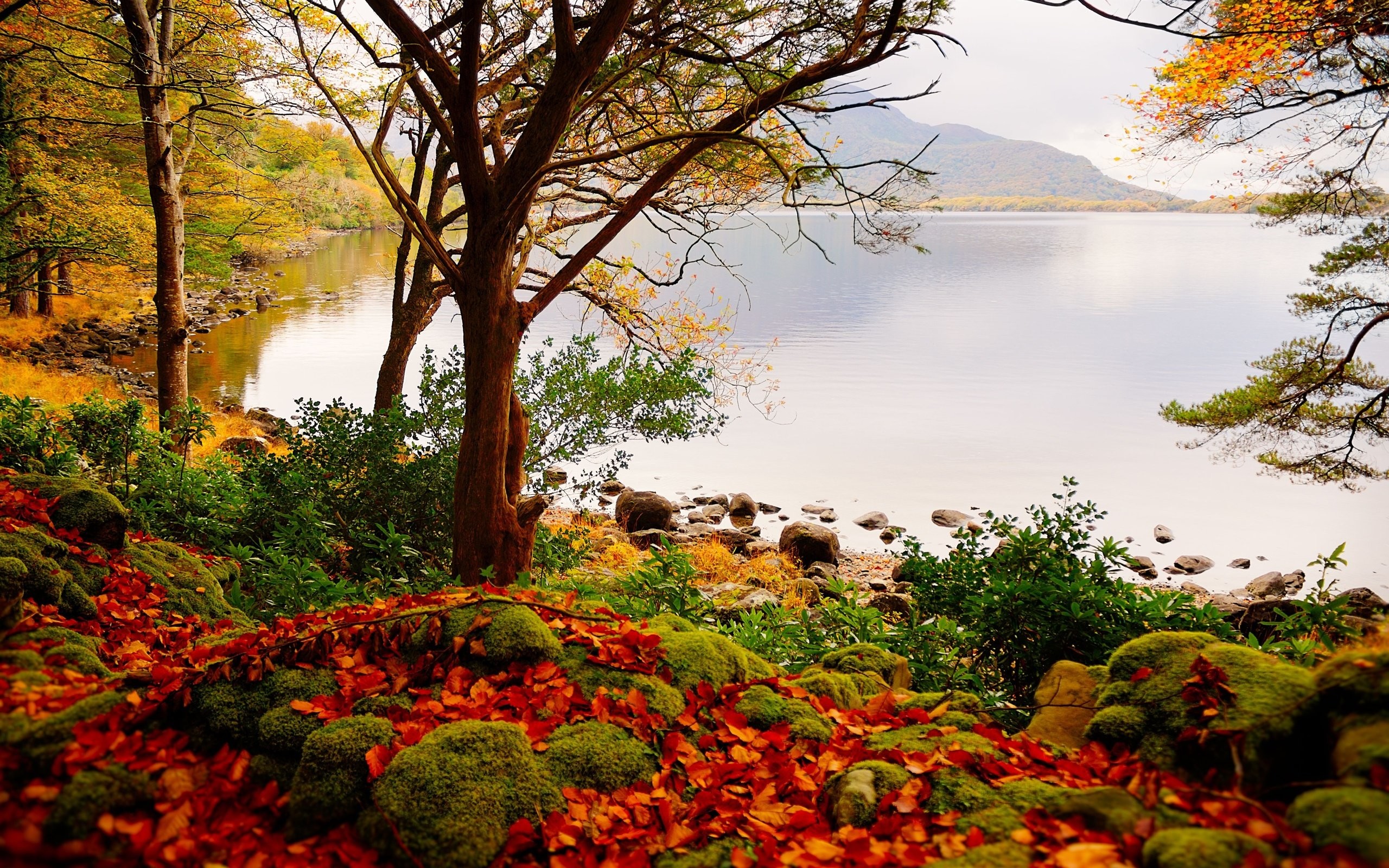 2560x1600 Landscape Background Trees Lakes Autumn ...