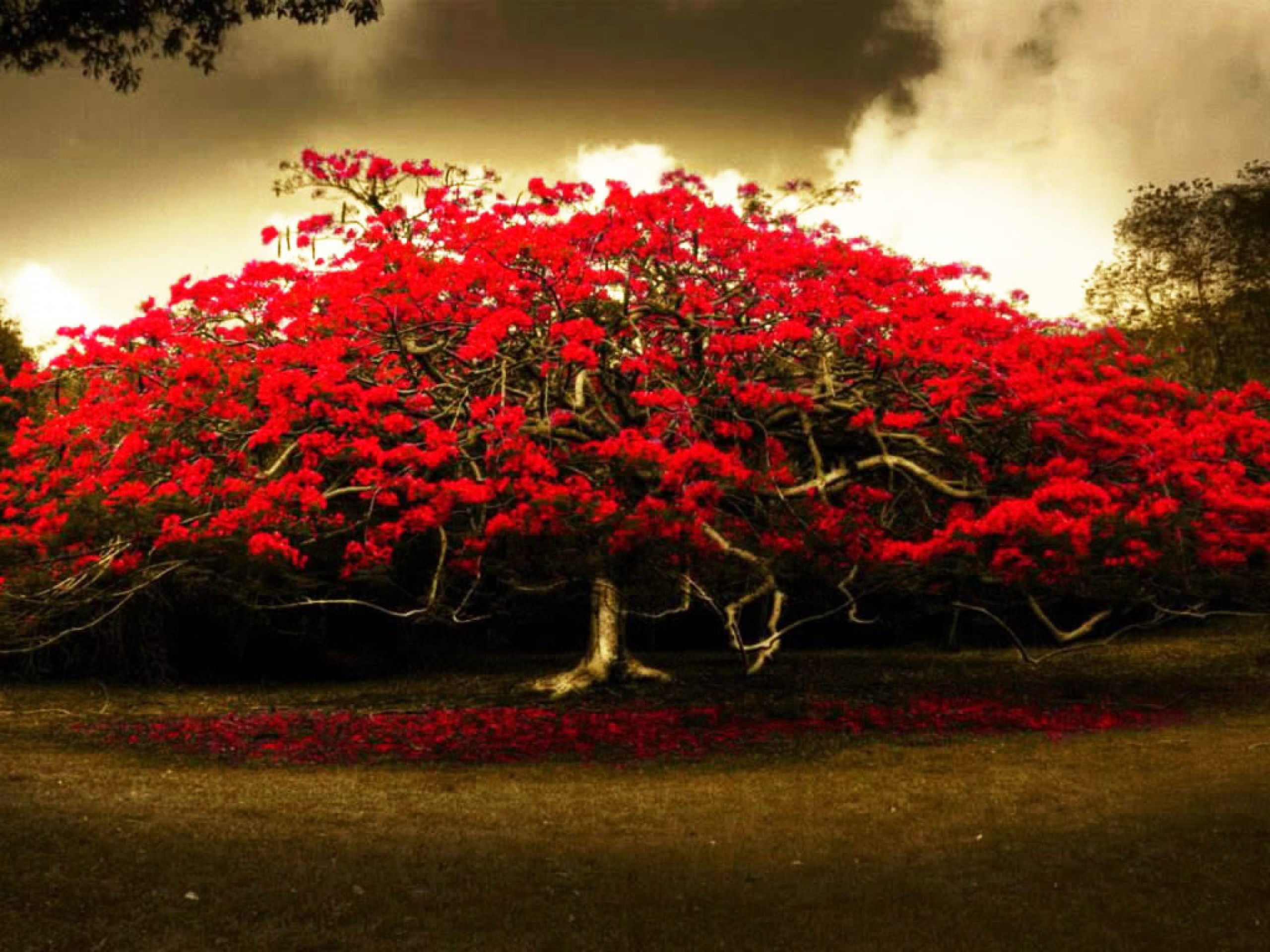 2560x1920 Red Flowers Tree Wide Hd Wallpaper