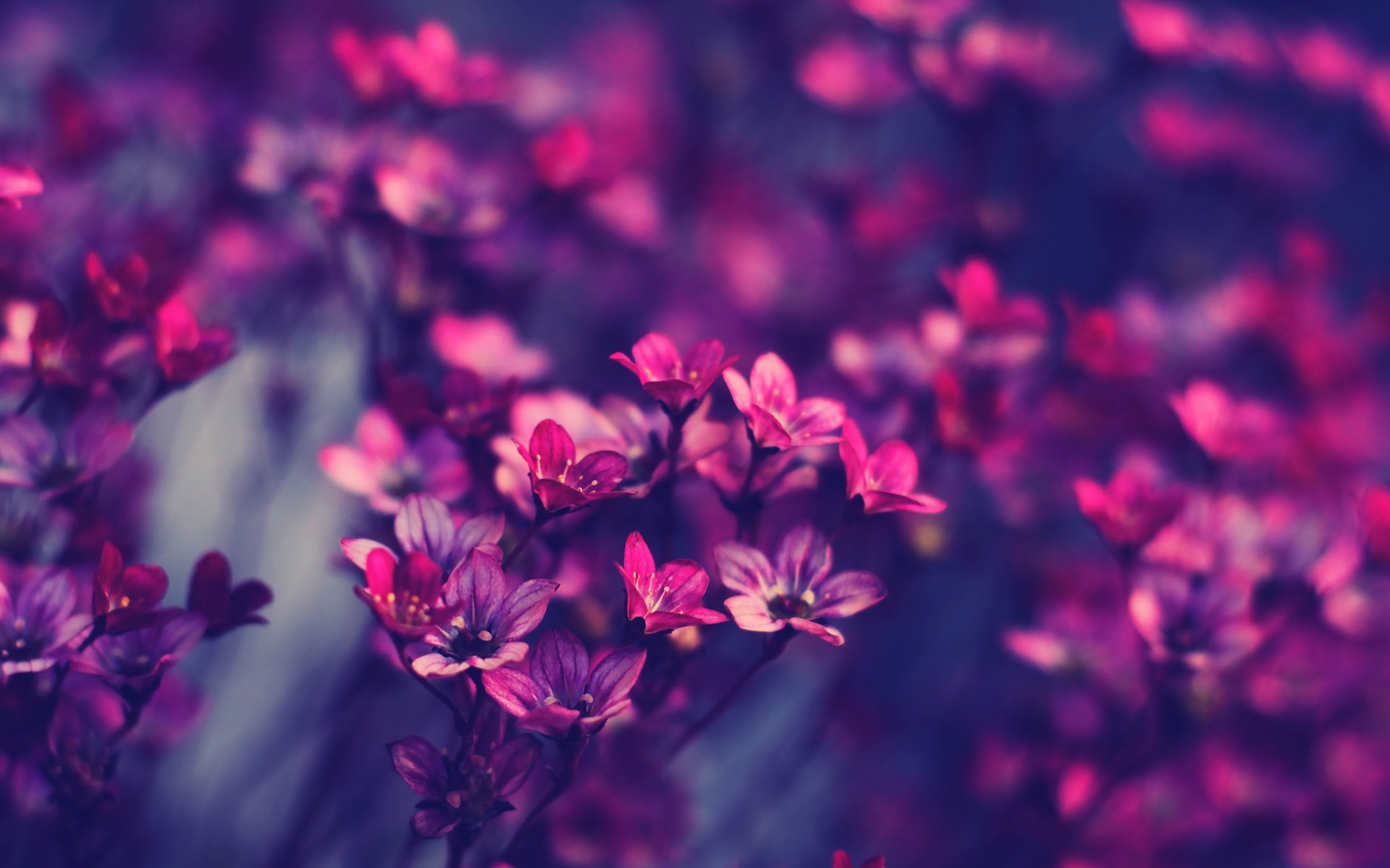 1920x1200 ... Violet Flowers Wallpapers ...