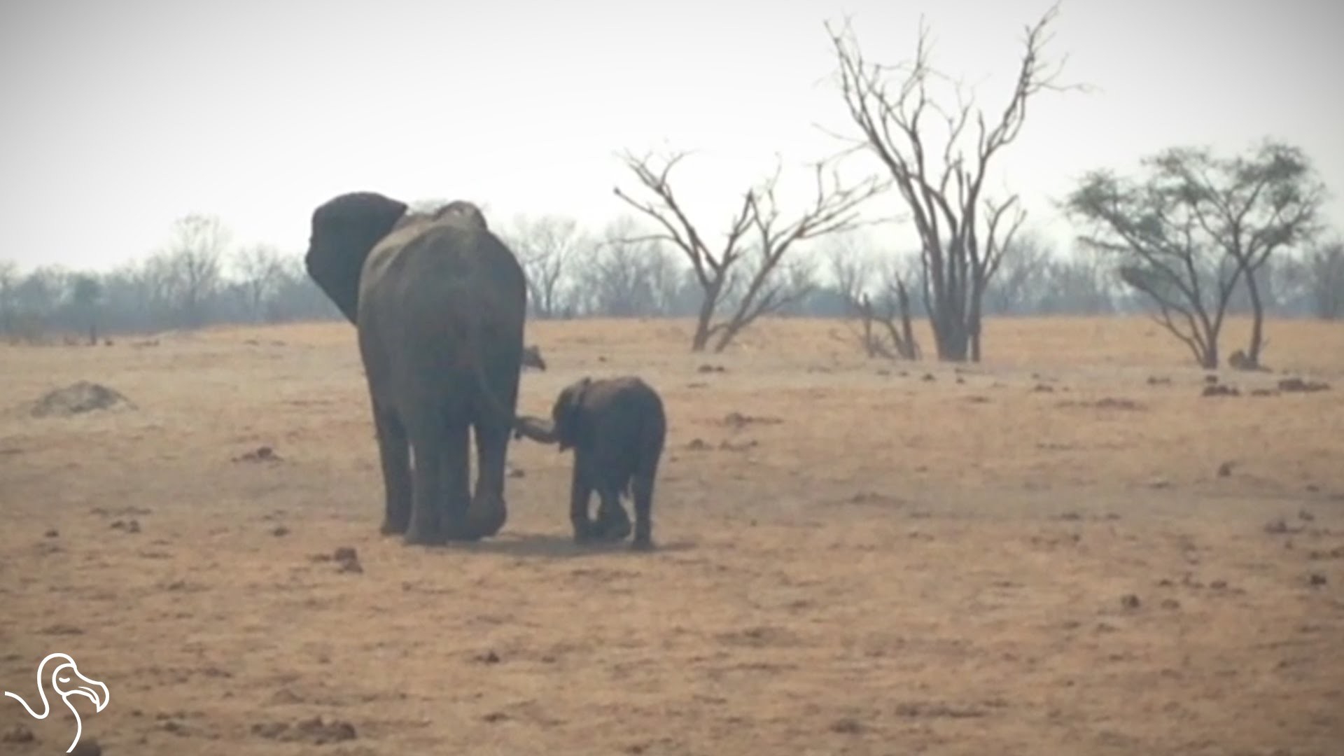 1920x1080 Baby Elephant Needed Help - FAST