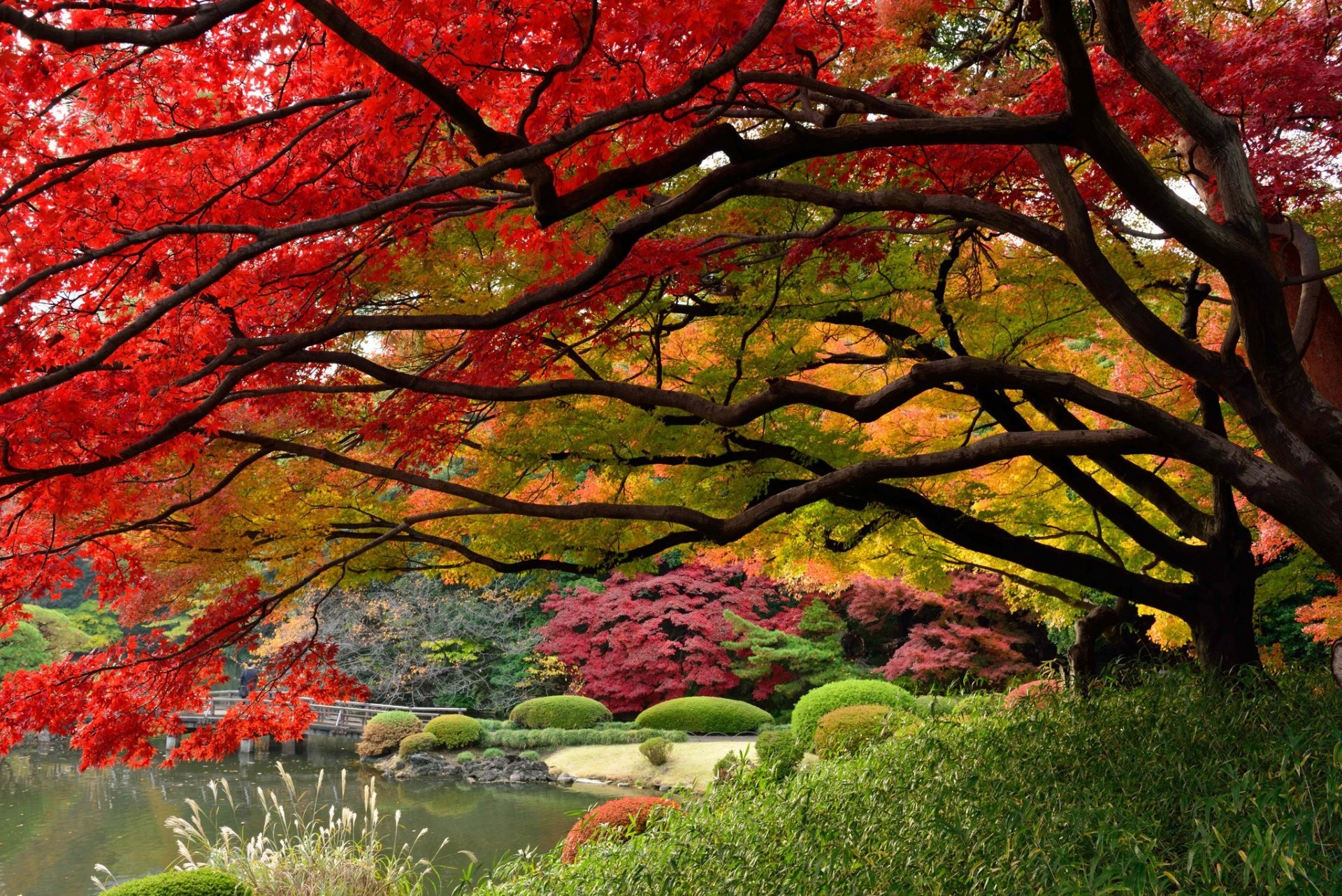 1920x1282 japan tokyo japanese garden colors of autumn december