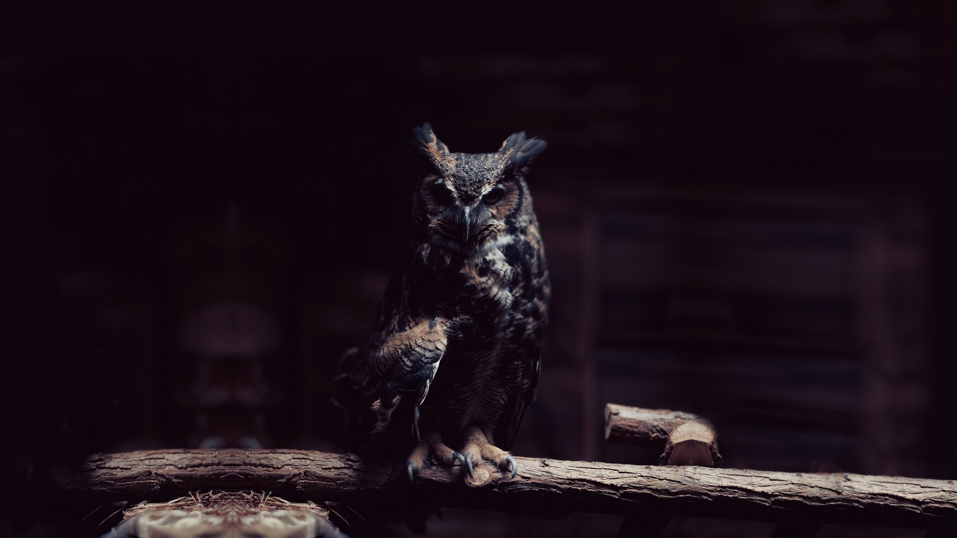 1920x1080 ... dark owl birds wallpapers hd desktop and mobile backgrounds ...