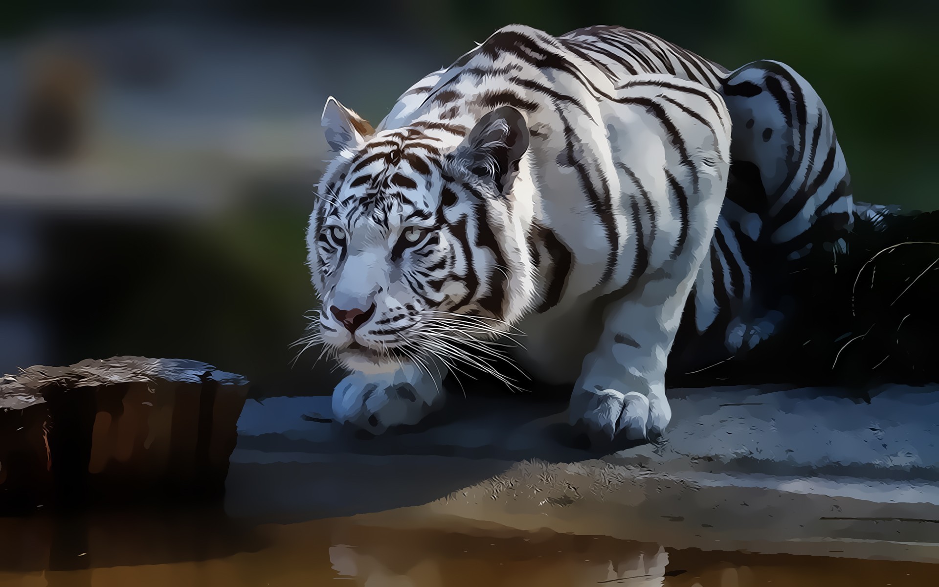 1920x1200 White Tiger Wallpapers, Desktop Images of White Tiger White White Tiger  Pictures Wallpapers Wallpapers)