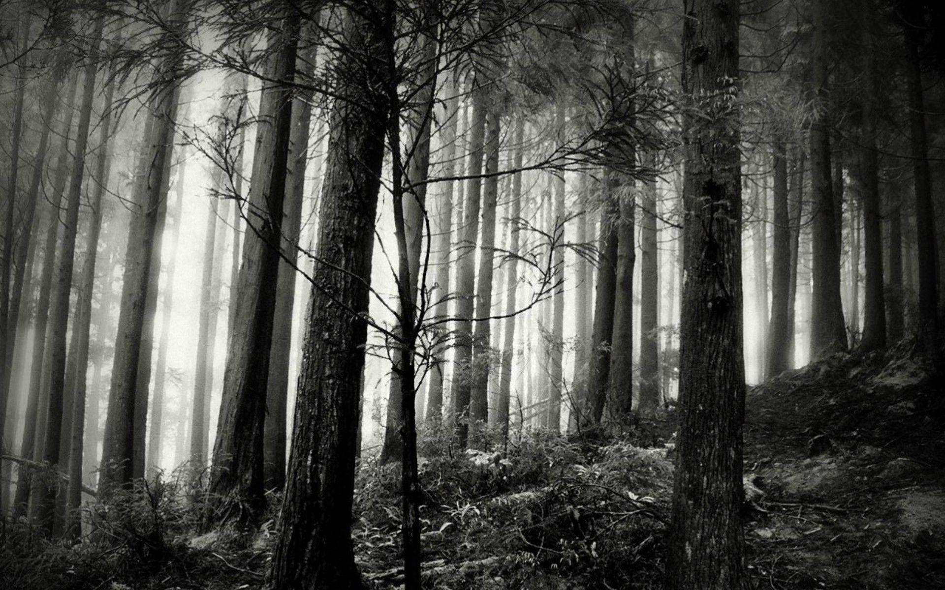 1920x1200 wallpaper.wiki-Black-and-White-Forest-Wallpaper-Widescreen-