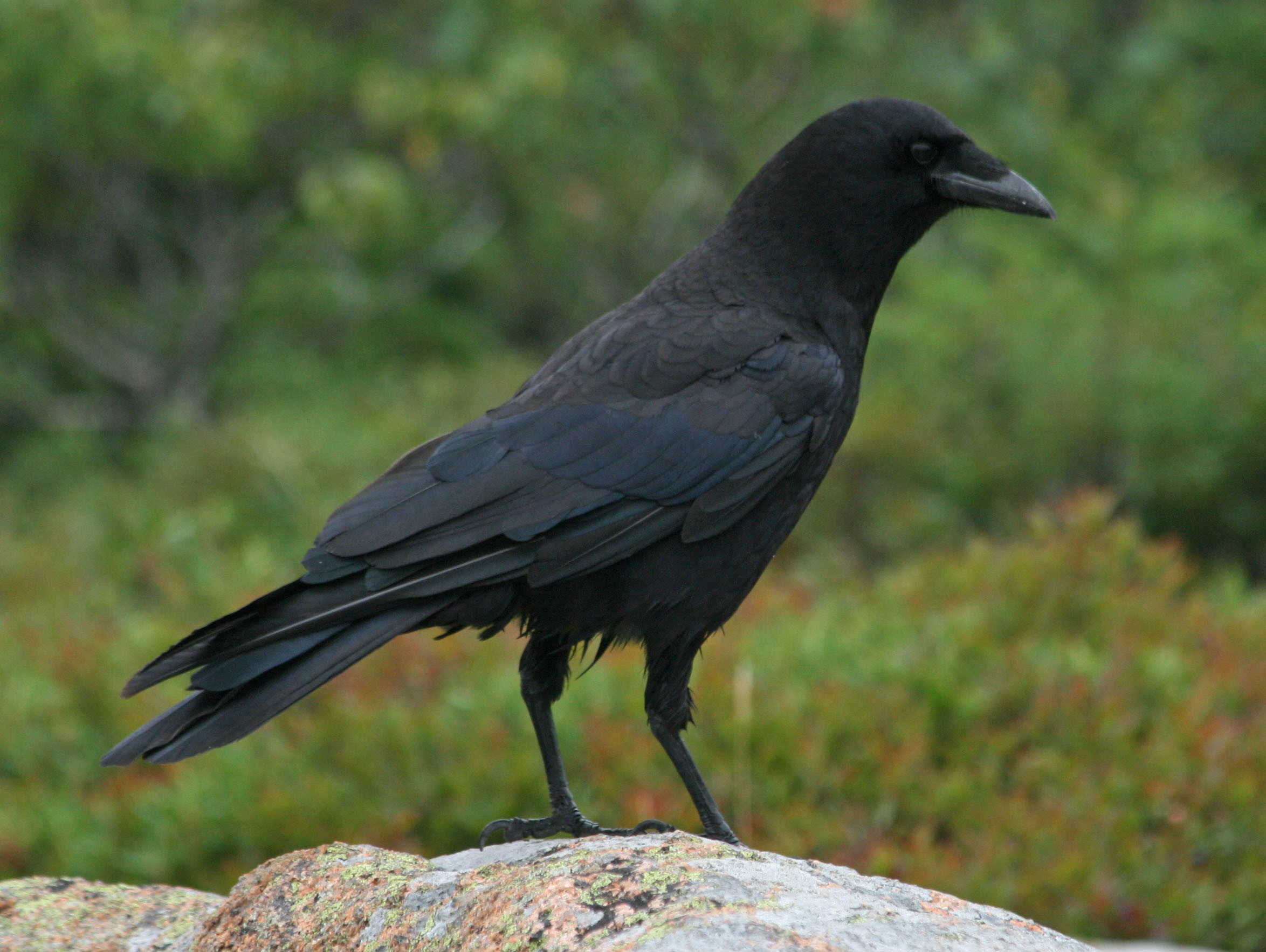 2348x1766 Black Crow in the Nature