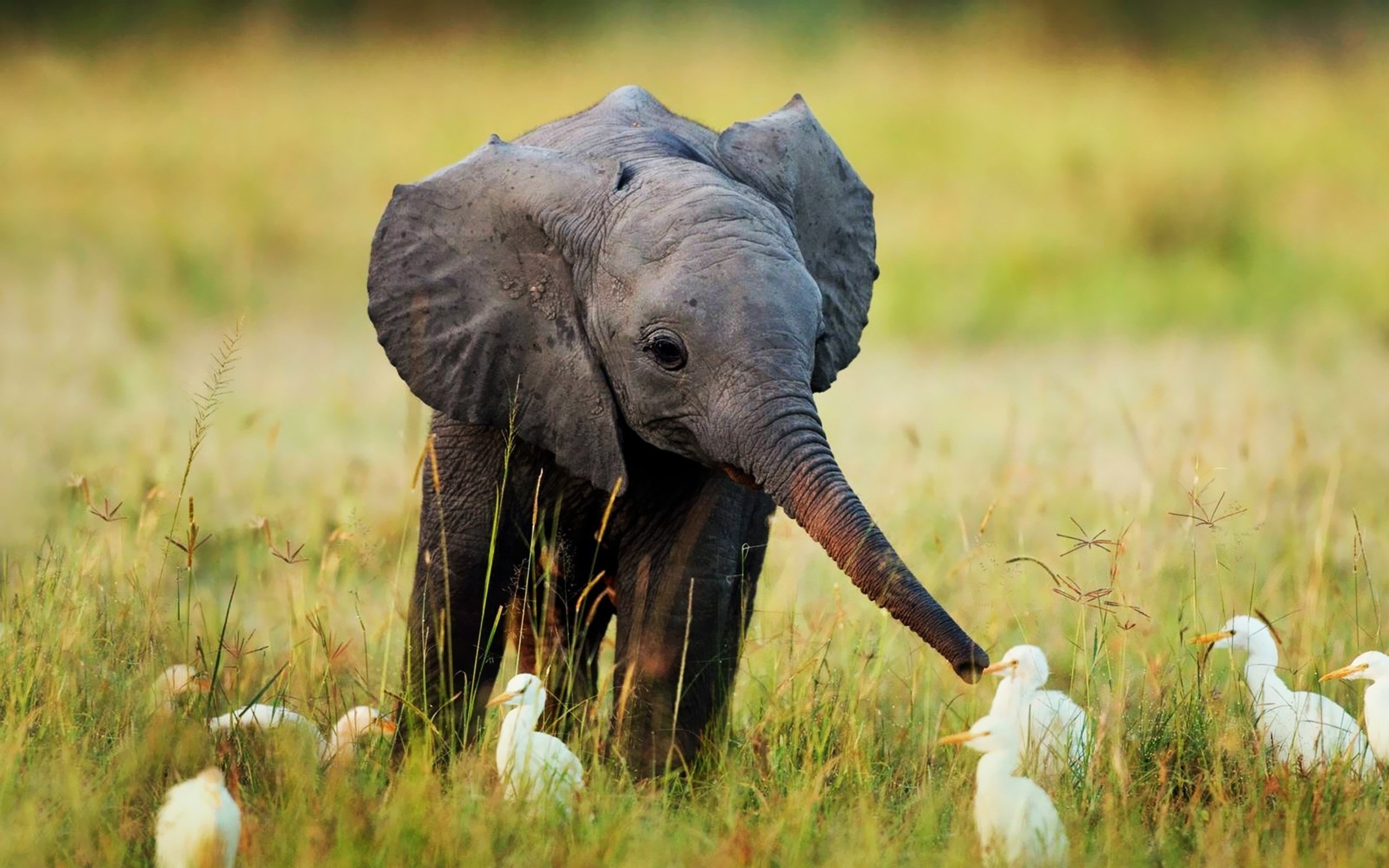 2560x1600 elephant : Full HD Pictures | likeagod | Pinterest | Elephant wallpaper and  Full hd pictures