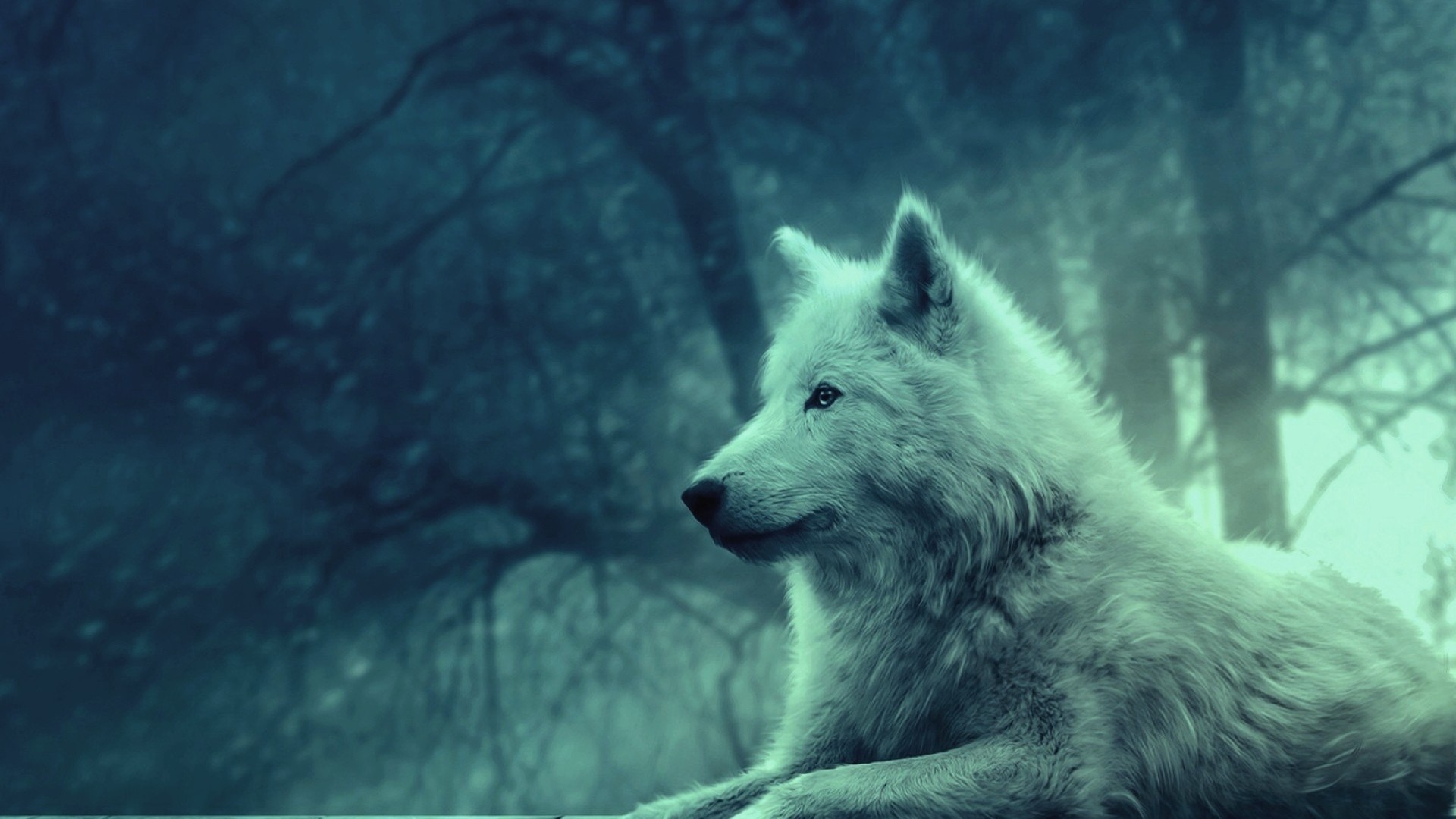 1920x1080 Wolf Wallpaper Picture