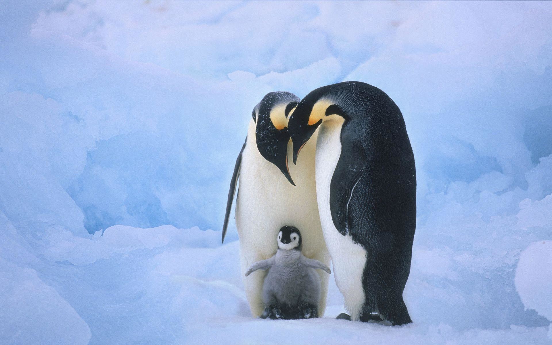 1920x1200 Wallpapers For > Cute Penguins Wallpaper