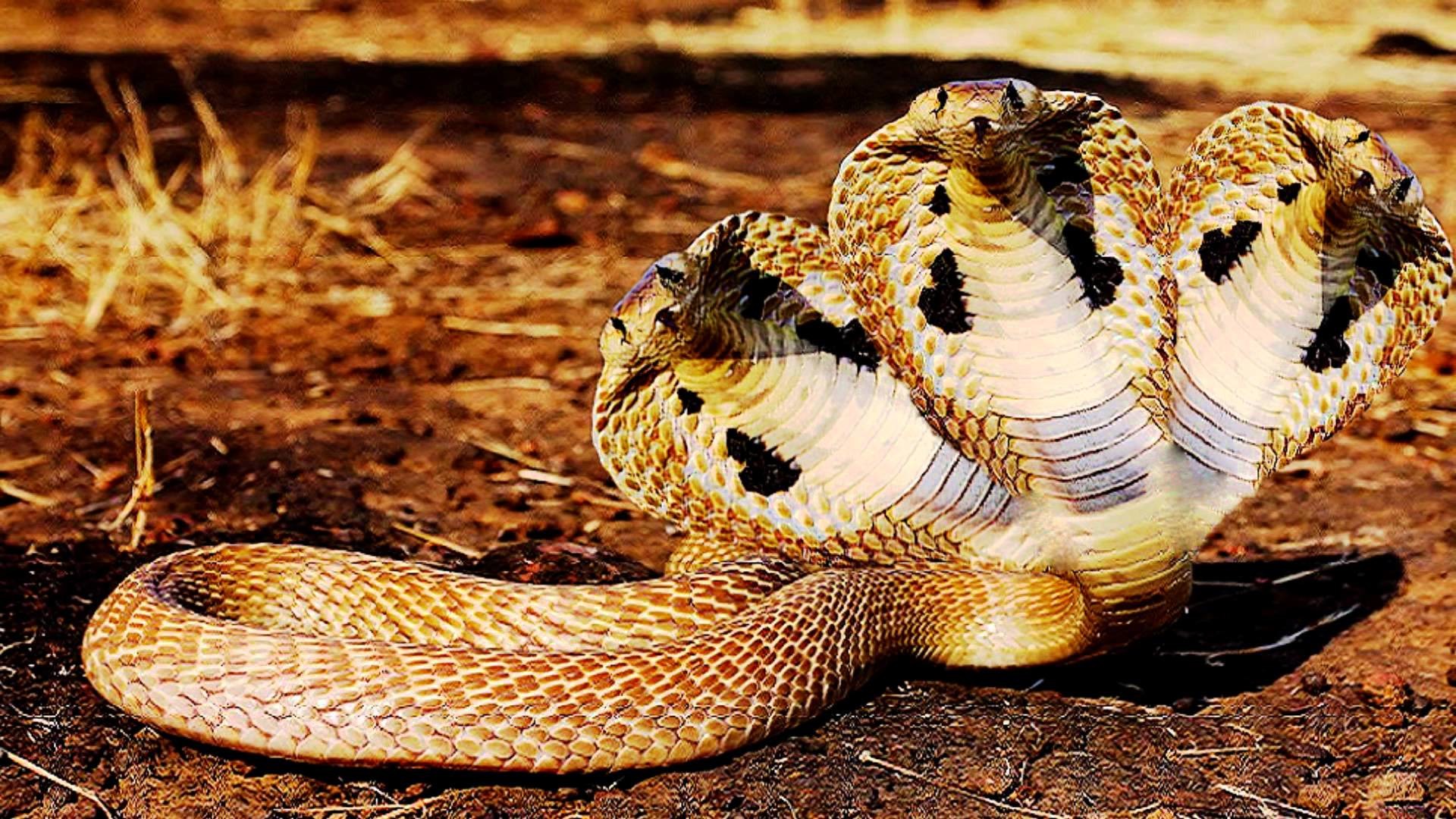 King Cobra Snake Wallpapers  Top Free King Cobra Snake Backgrounds   WallpaperAccess