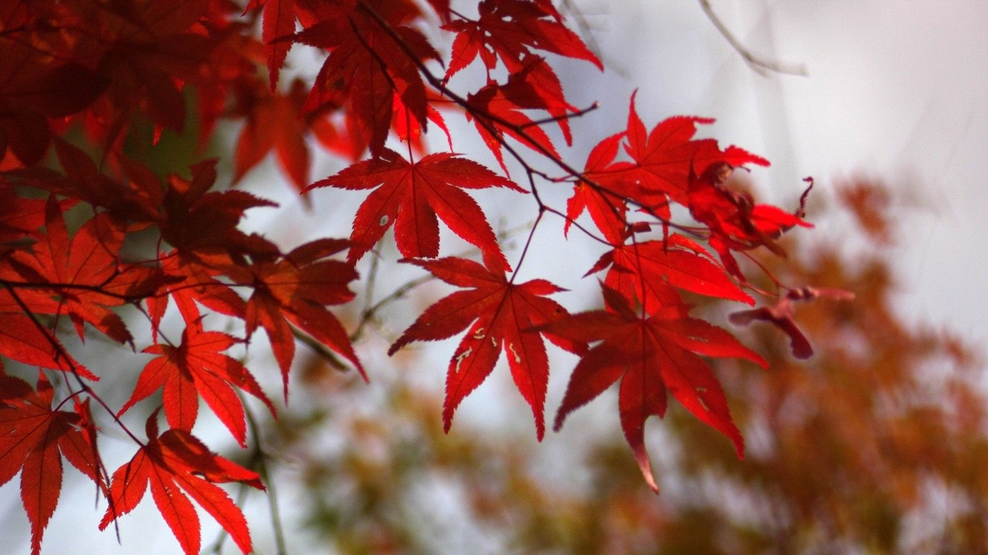 Багряный сентябрь. Багряный клен дерево. Красные осенние листья. Красный лист. Клен с красными листьями.