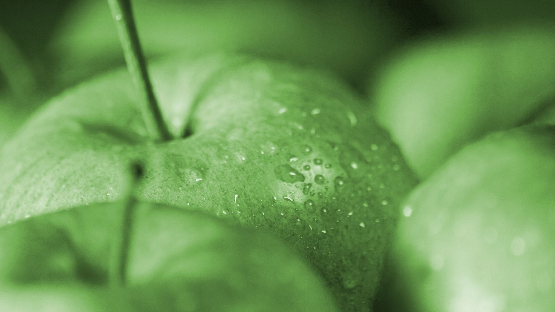 1920x1080 hd pics photos beautiful green apple water drops macro close up hd quality  desktop background wallpaper