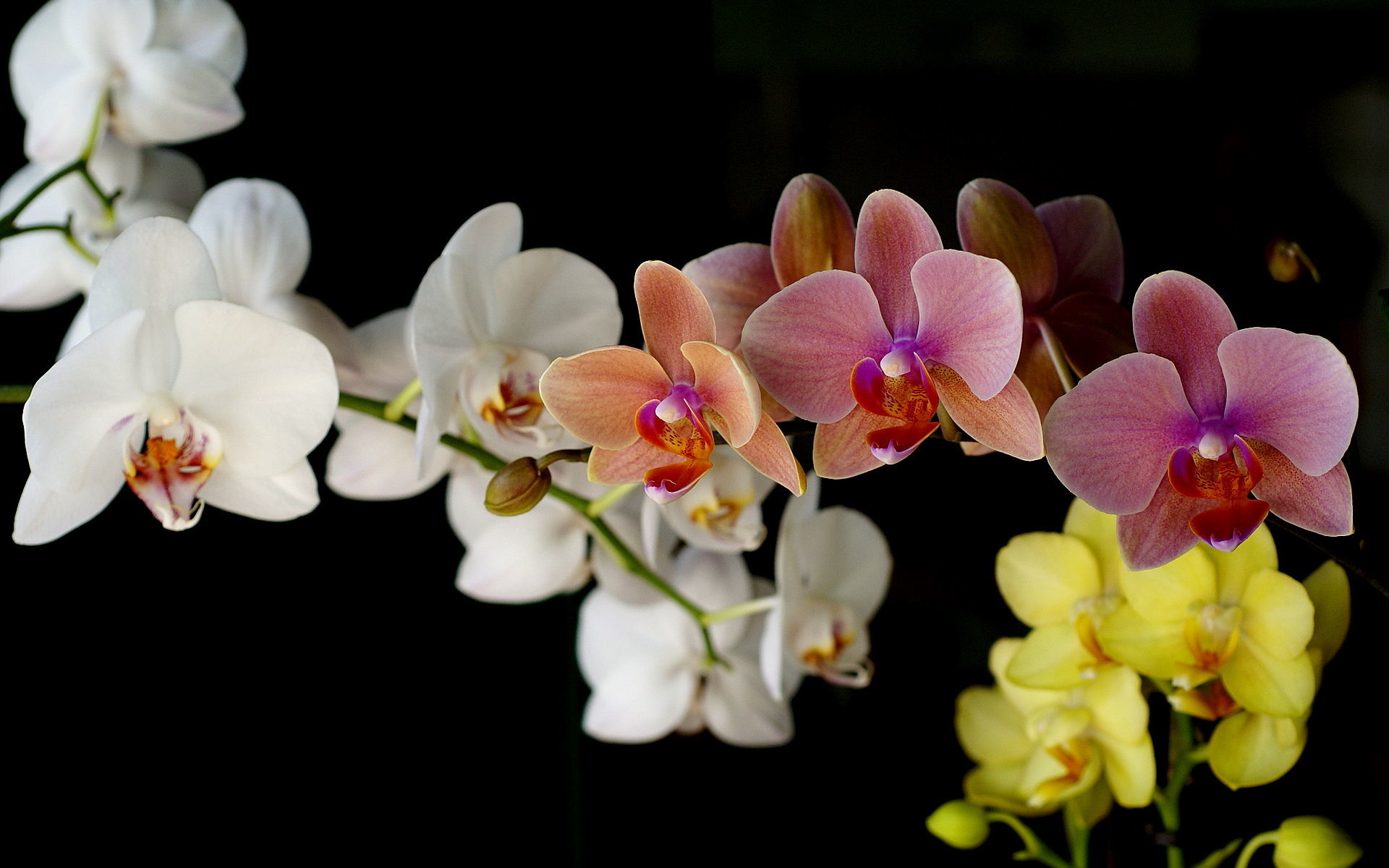 1920x1200 colorful Orchids photo