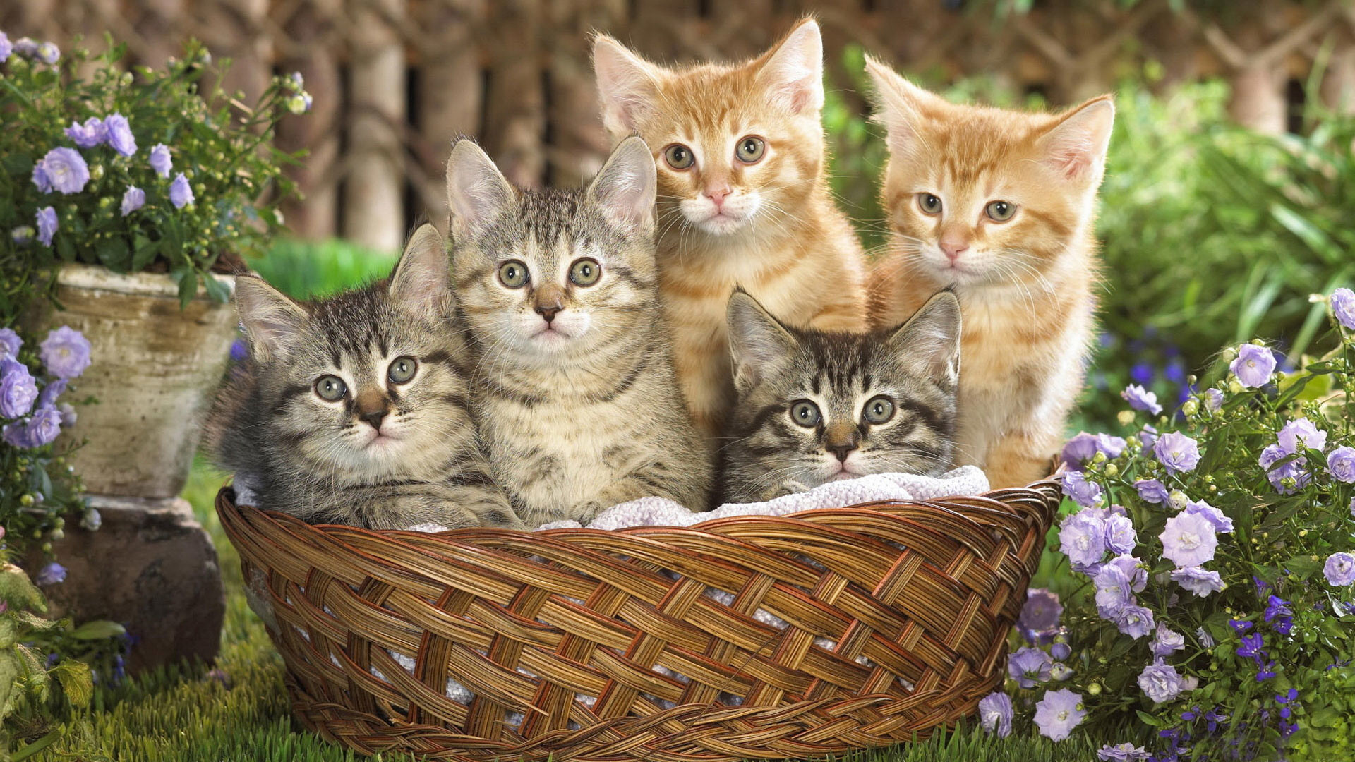 1920x1080 hd pics photos very cute kittens in basket garden flowers hd quality desktop  background wallpaper